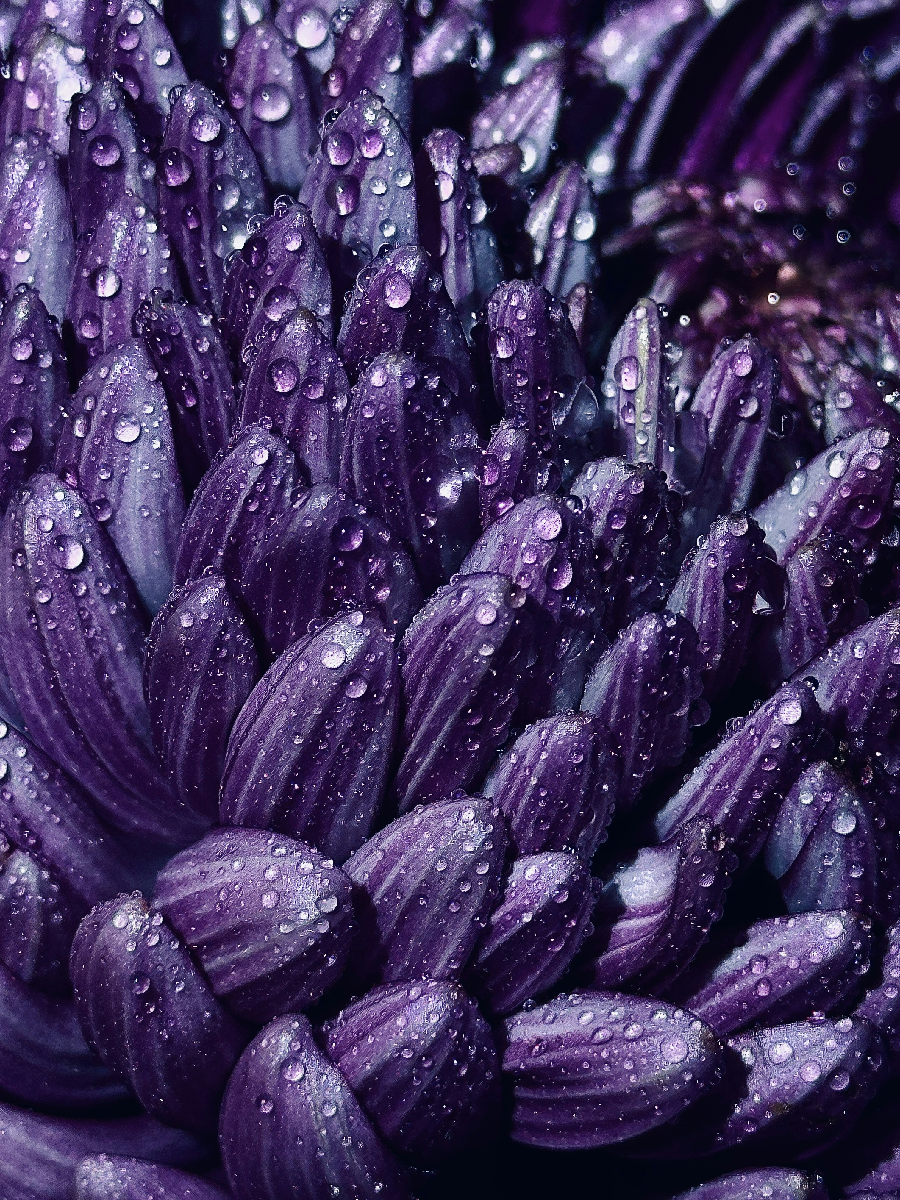 Eine lila Blume mit Wassertropfen darauf