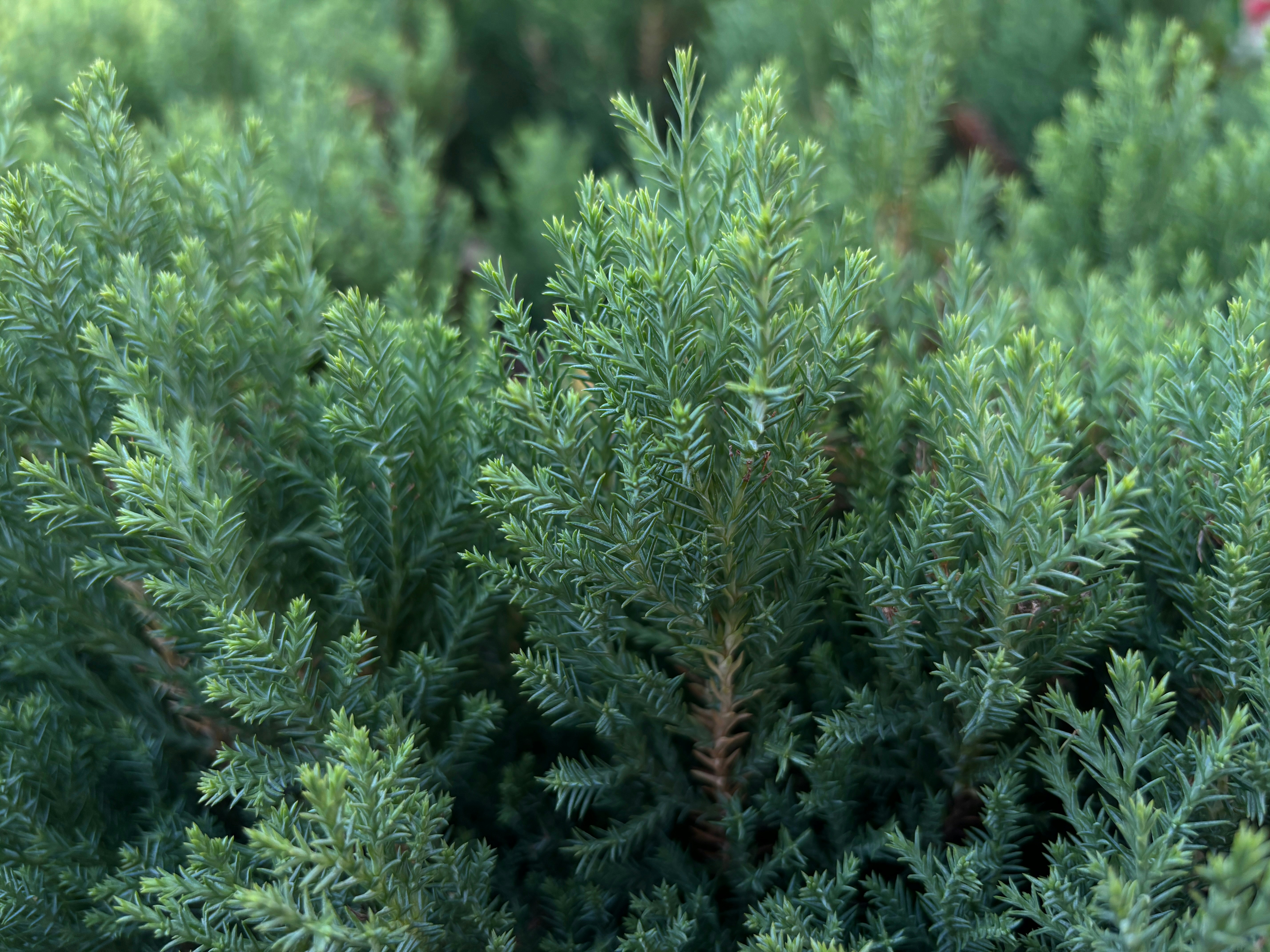 Photo by shraddha_panda