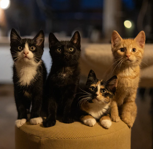 animal fostering