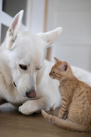 A dog and a cat sitting on the floor