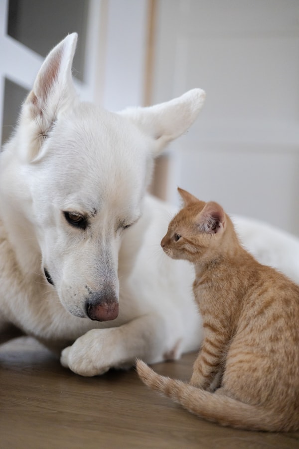 Cane e gatto seduti sul pavimento di casa