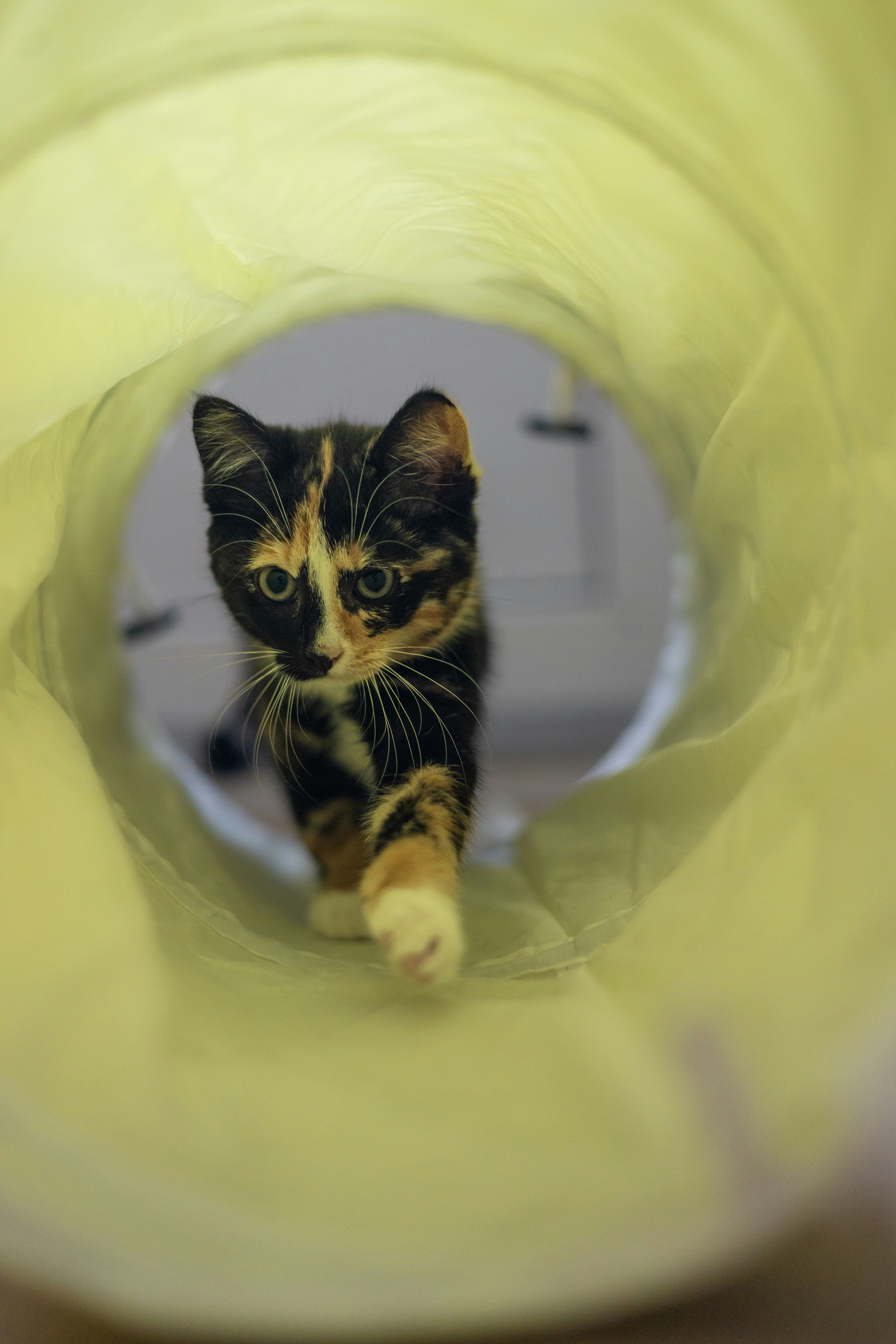 Learning Your Kitten’s Triggers (image credits: unsplash)