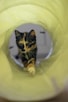 A small kitten walking through a yellow tube