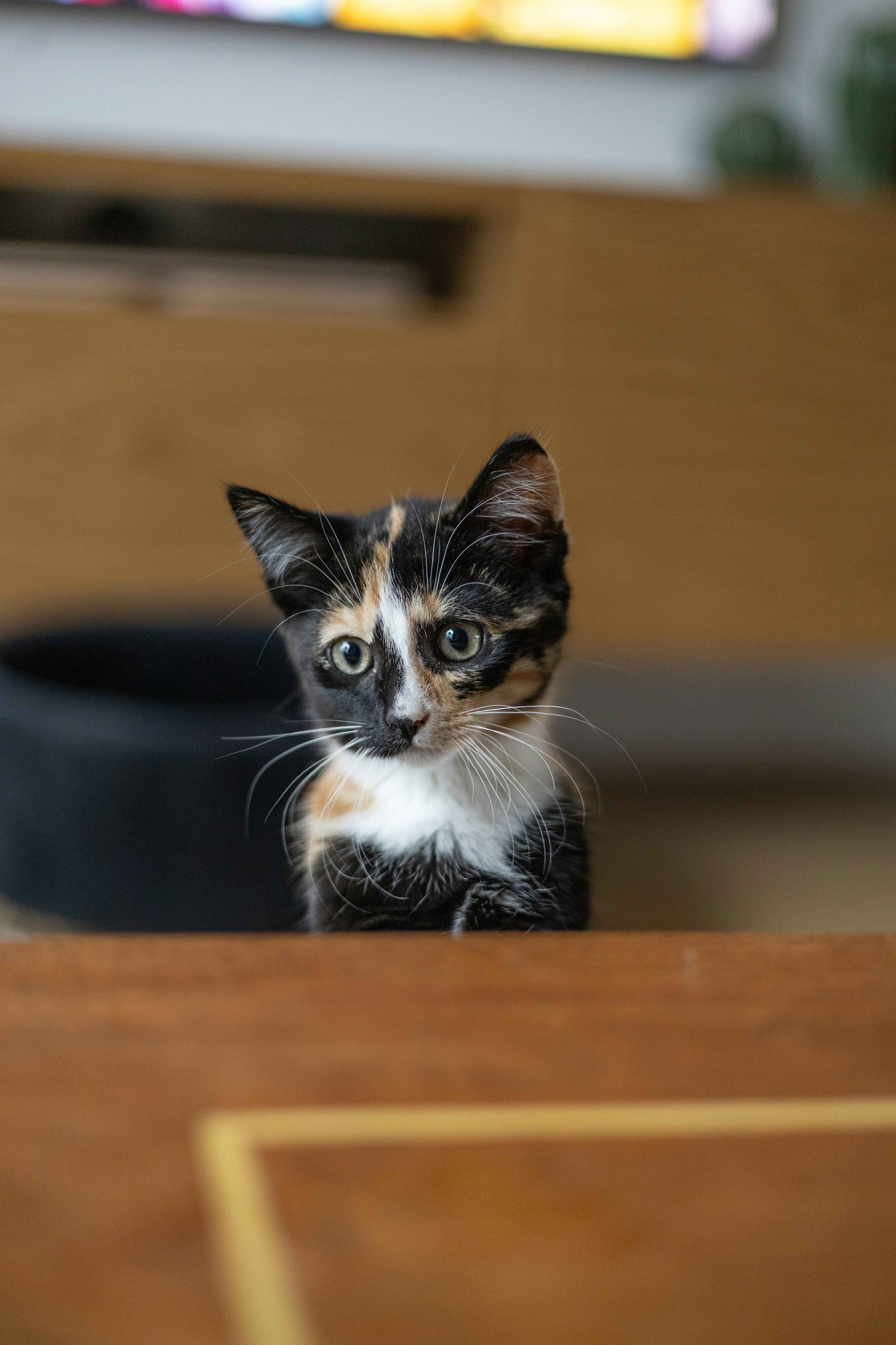 Curiosity That Inspires Your Own Wonder (image credits: unsplash)