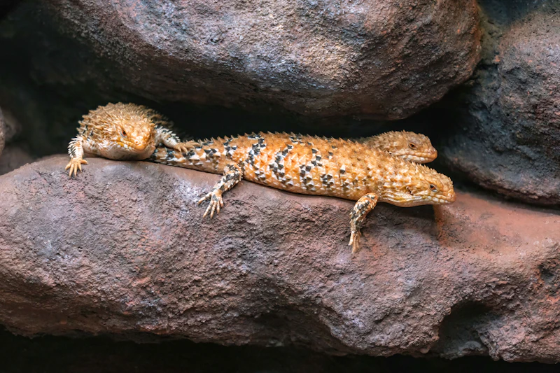 Spiny-tailed Lizard (Uromastyx geyri) in natural habitat