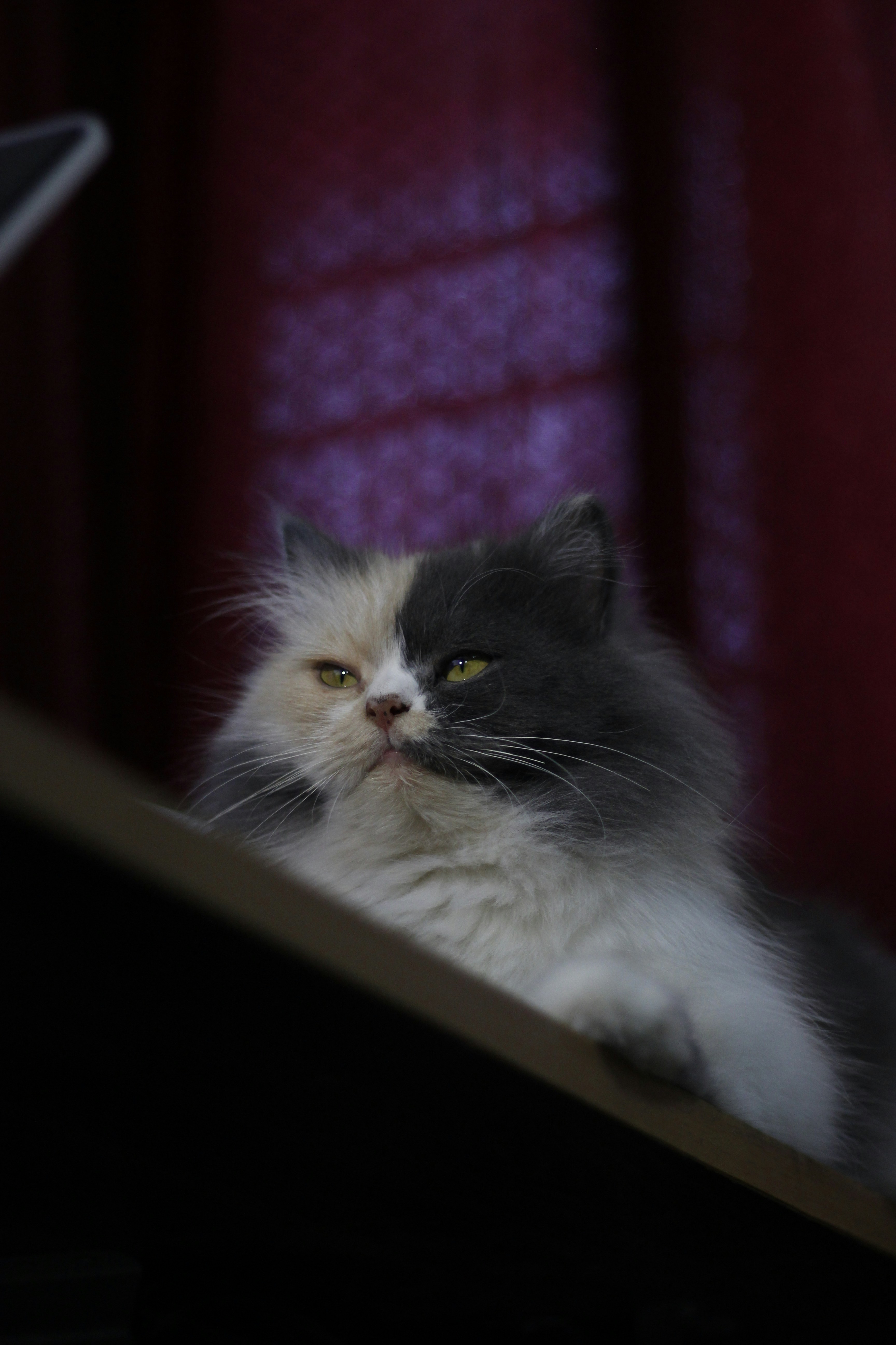 Aggressive Displays and Warning Signs (image credits: unsplash)