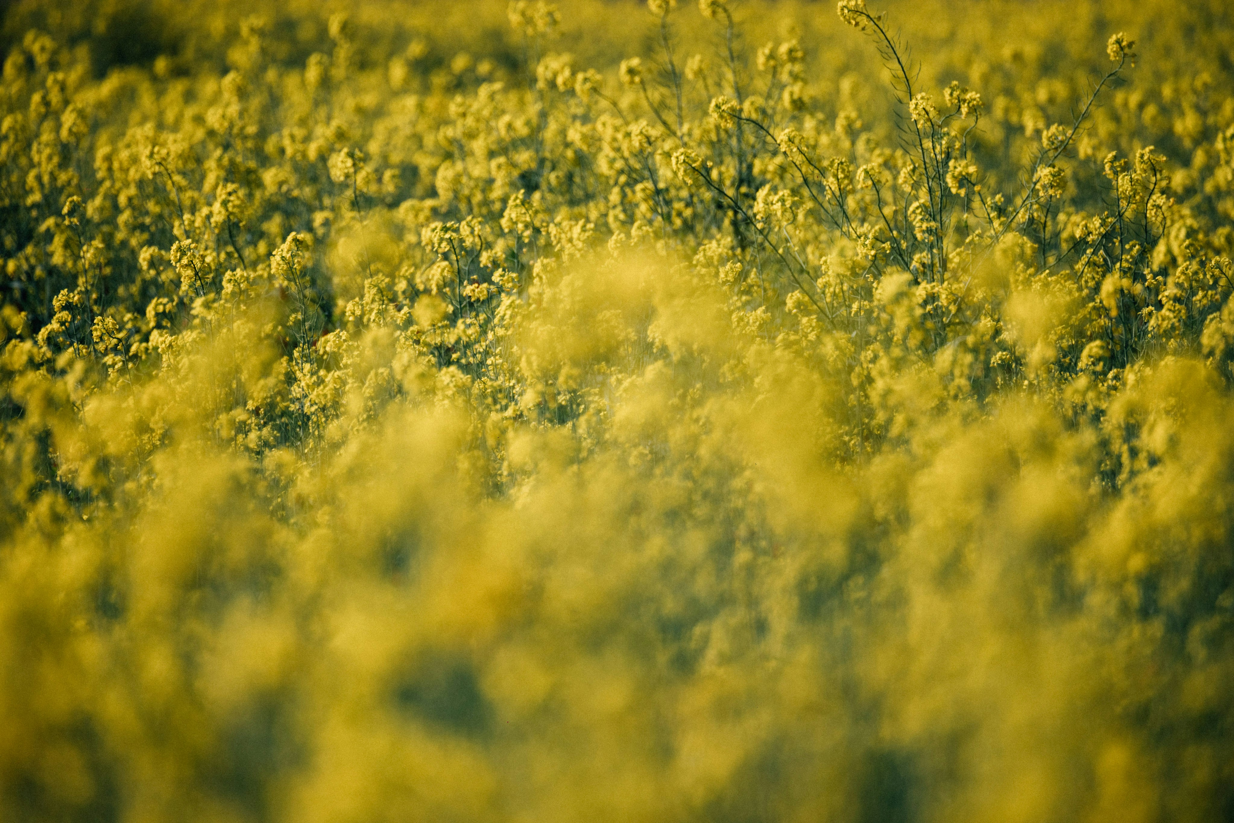 A field of yellow flowers in the middle of the day