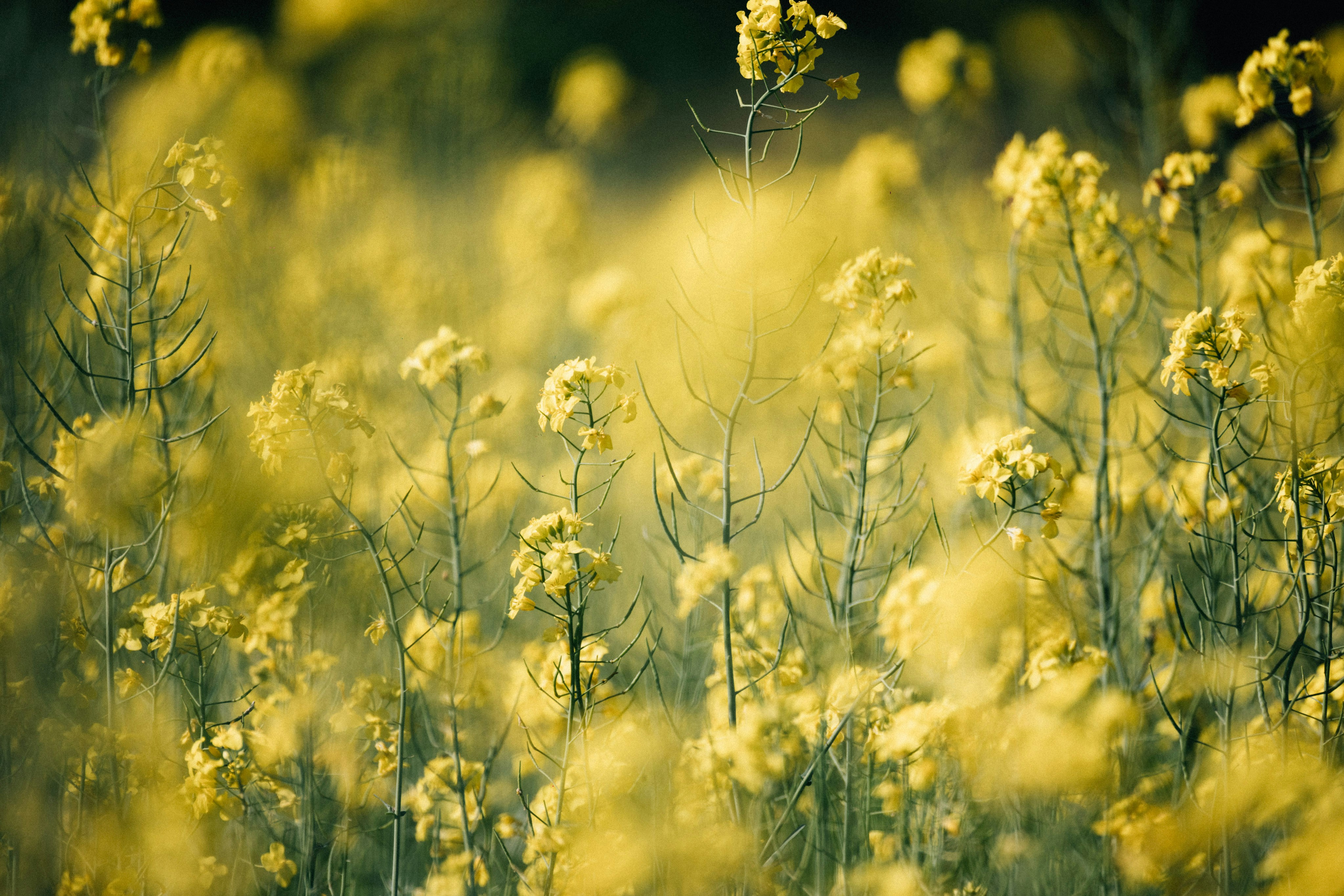 Photo by tsuyoshikozu