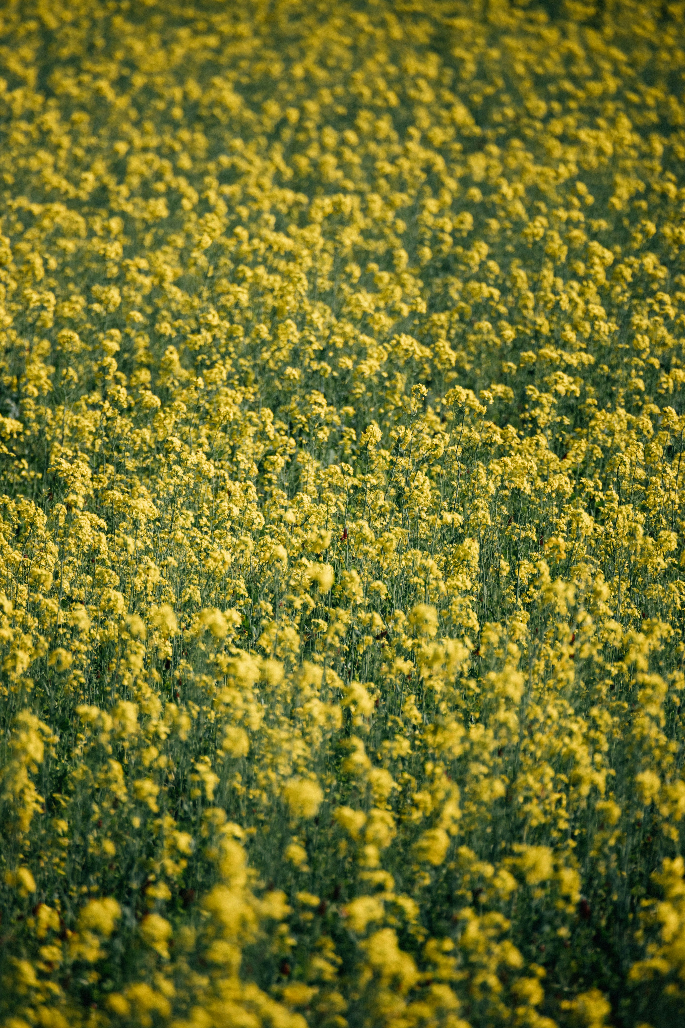 pollen allergy landscape, wallpaper, Allergies in High Pollen Areas: A Comprehensive Guide 6