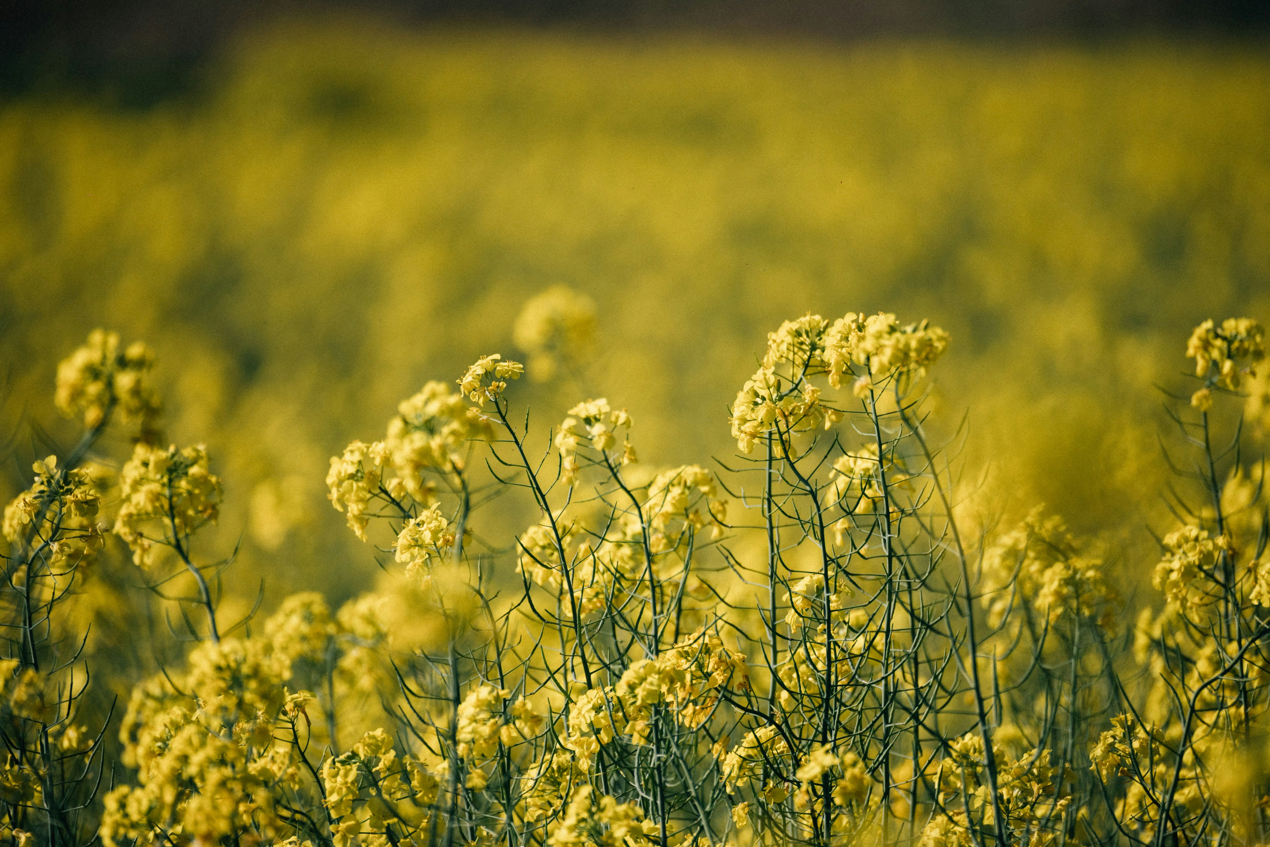 Photo by tsuyoshikozu