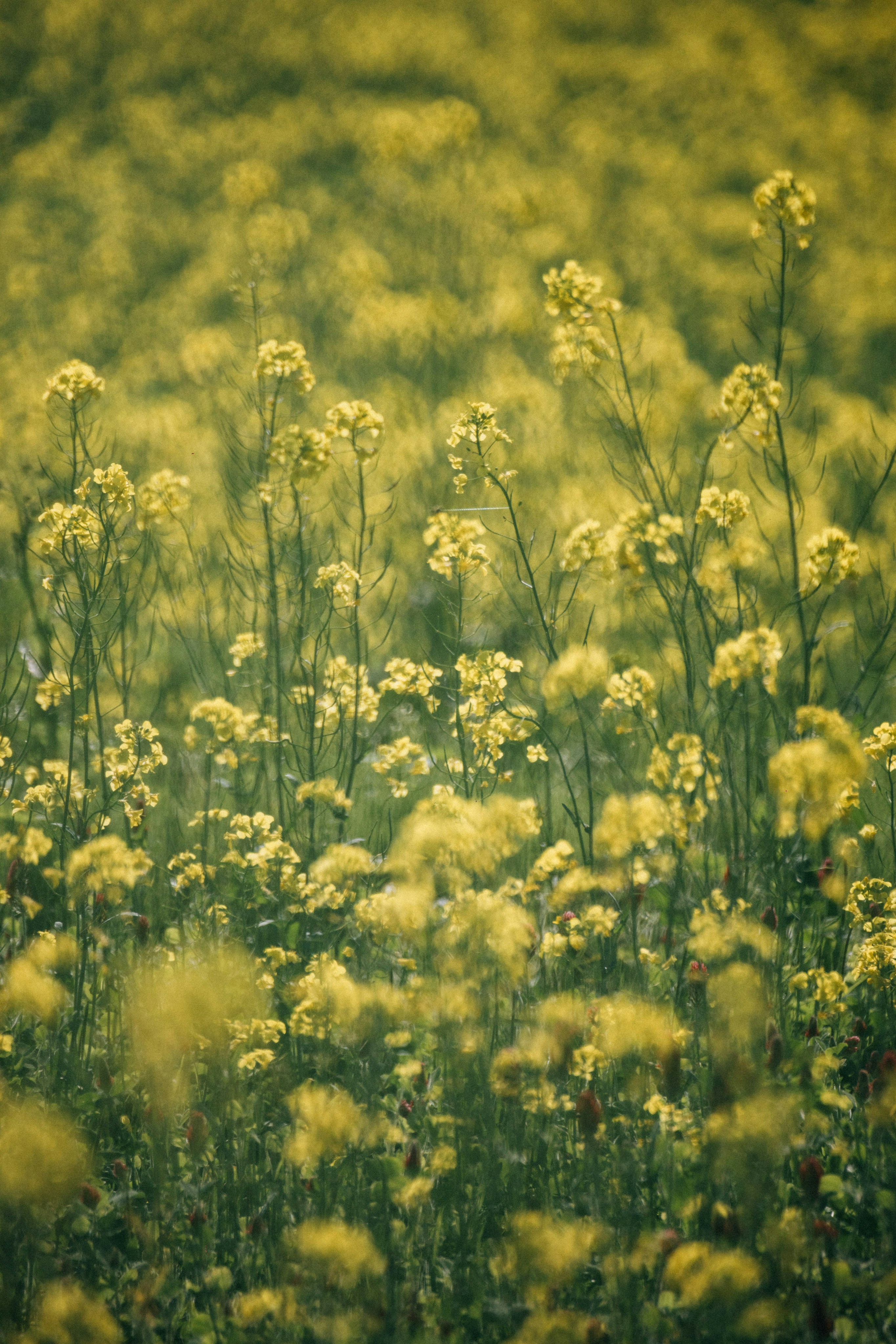 Photo by tsuyoshikozu