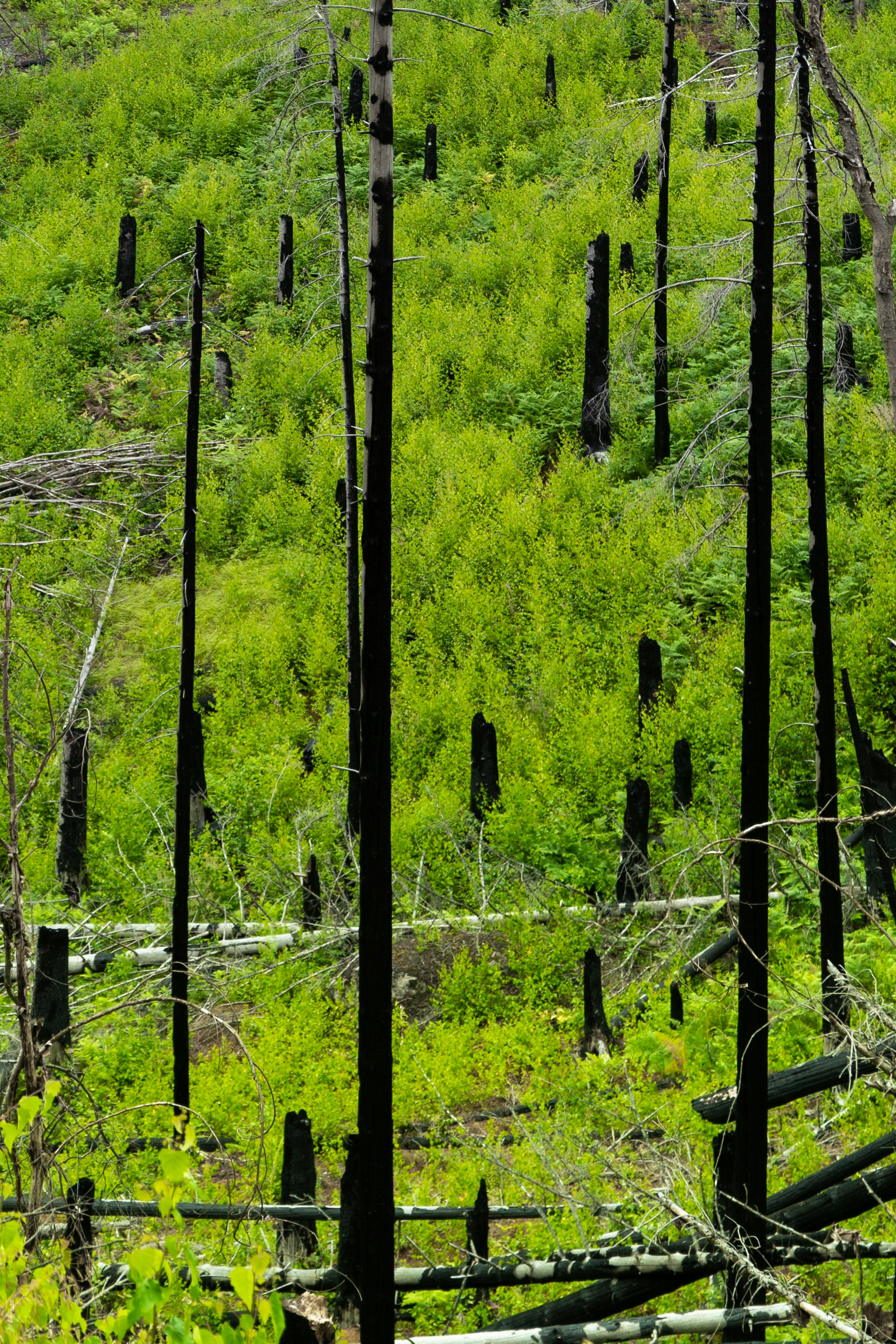 A forest filled with lots of tall trees