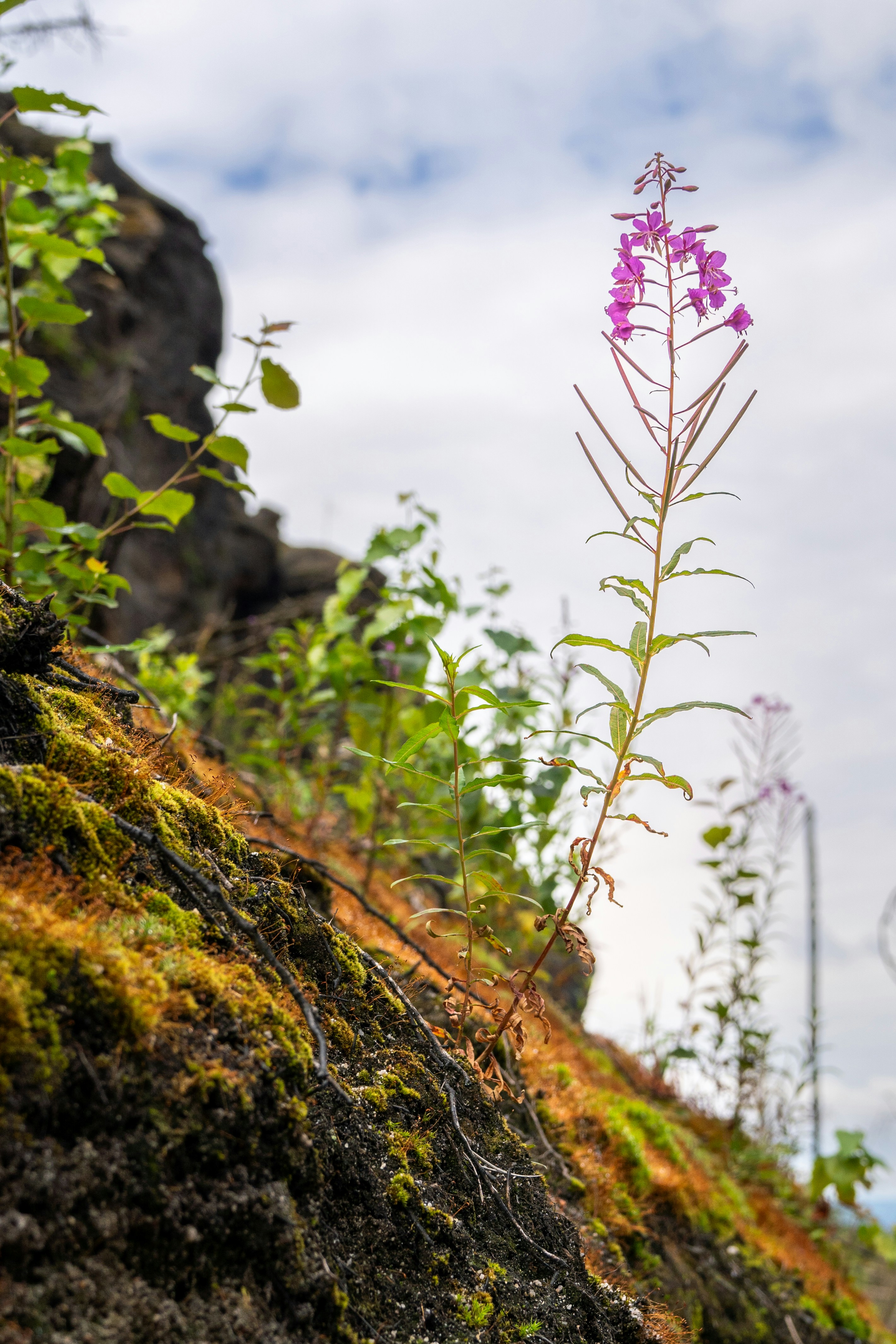 A purple flower is growing on the side of a hill