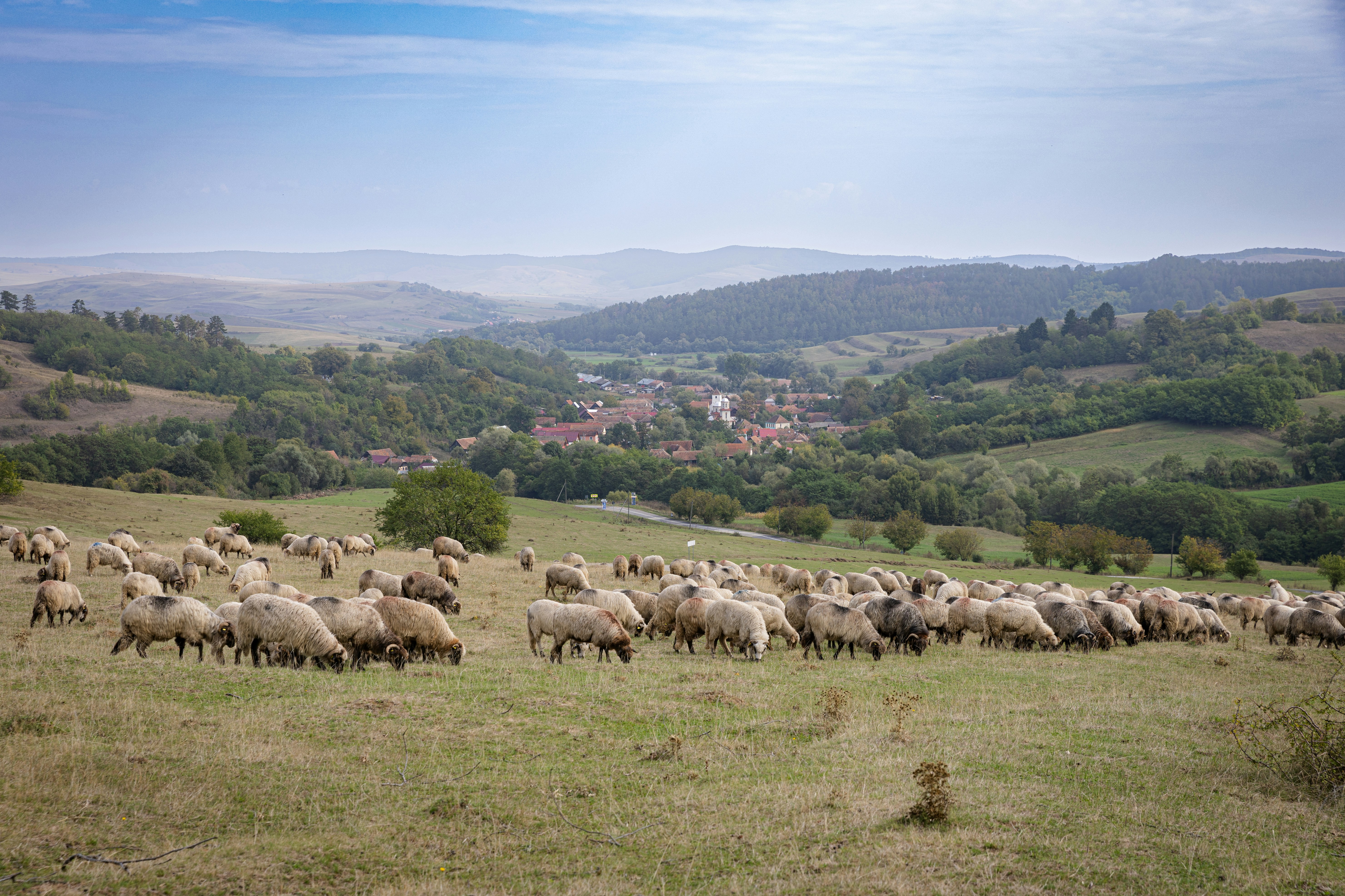A herd of sheep standing on top of a grass covered field
