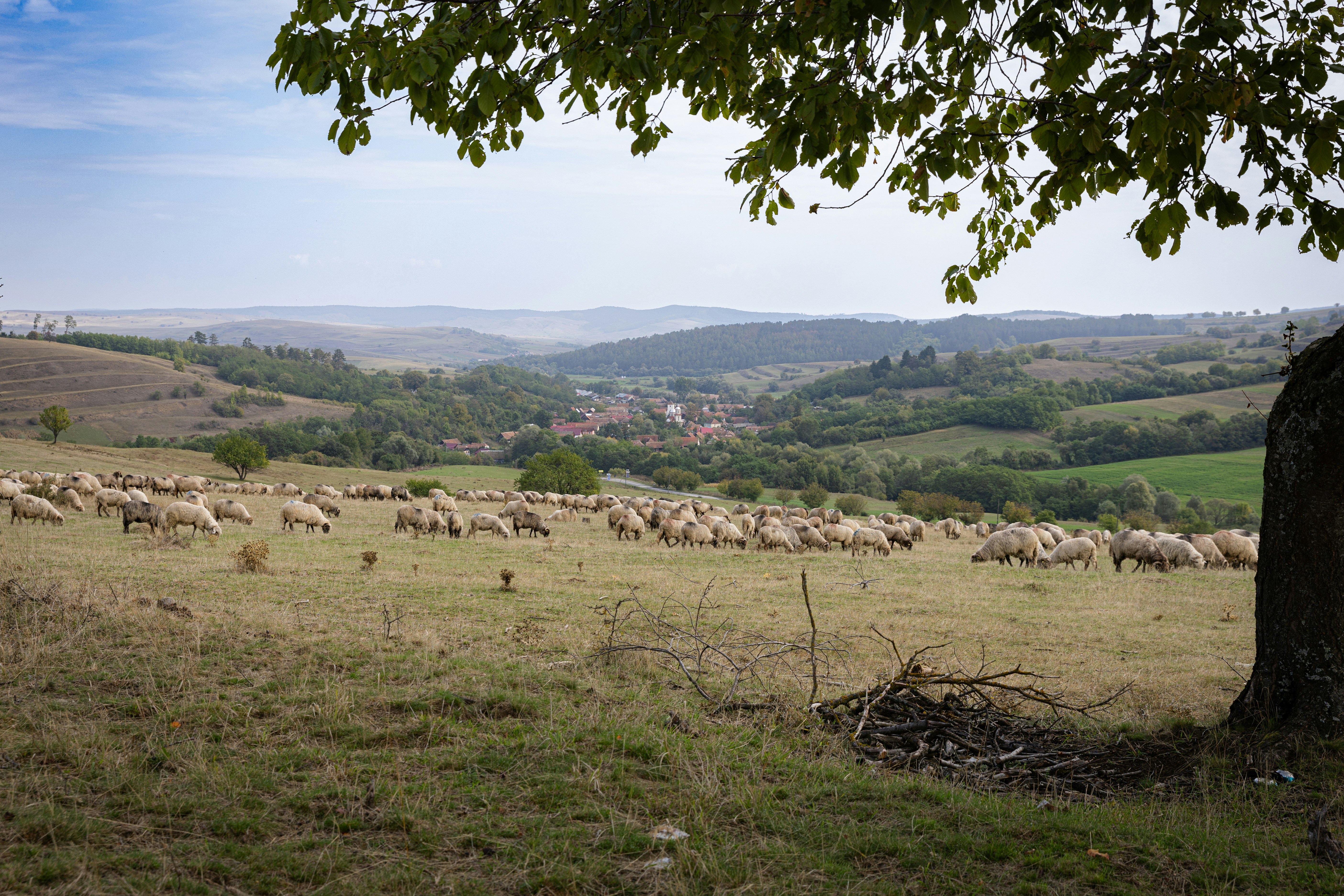A herd of sheep grazing on a lush green hillside