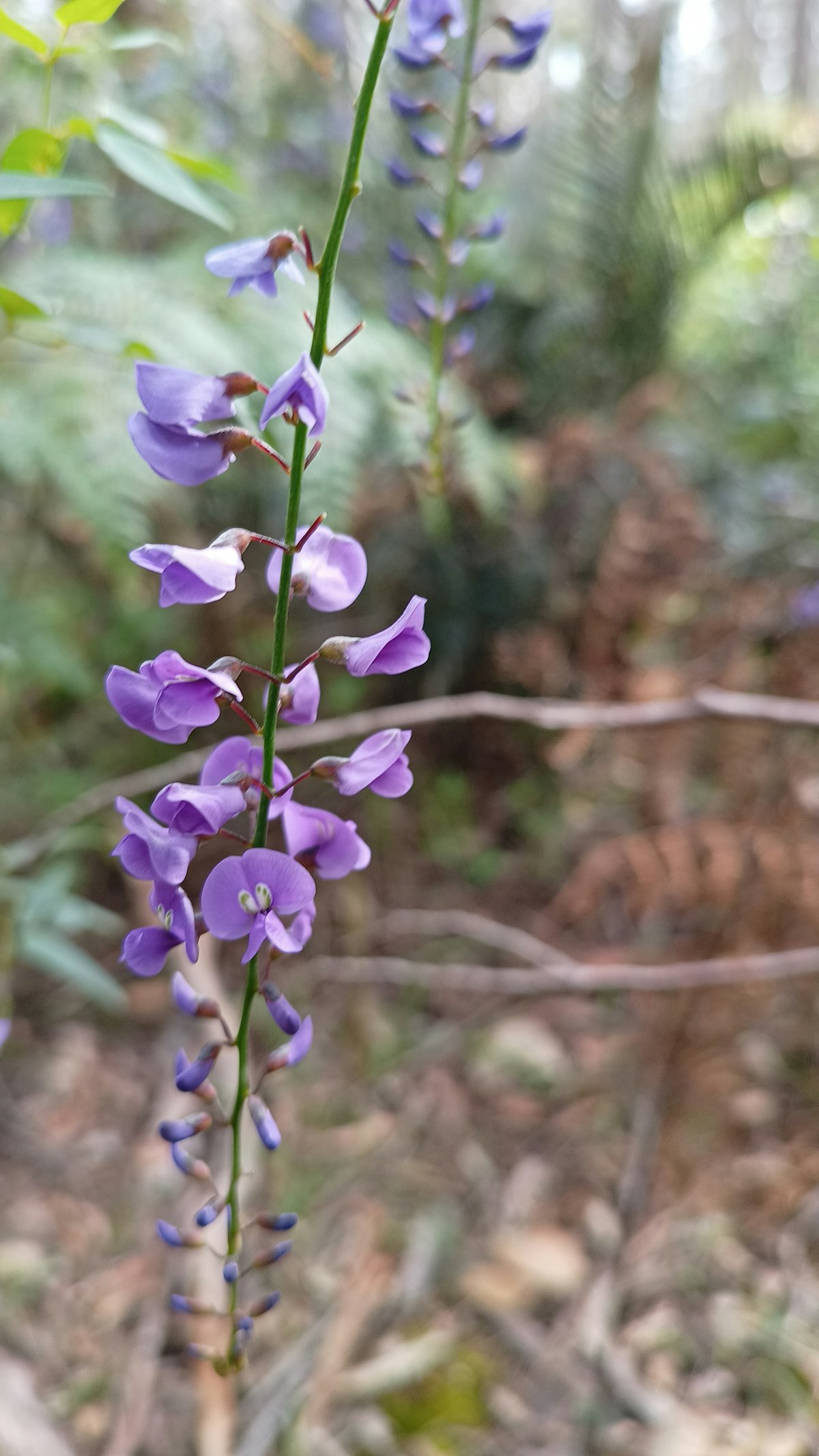 Early wildflowers in Western Australia coastal scrub in August