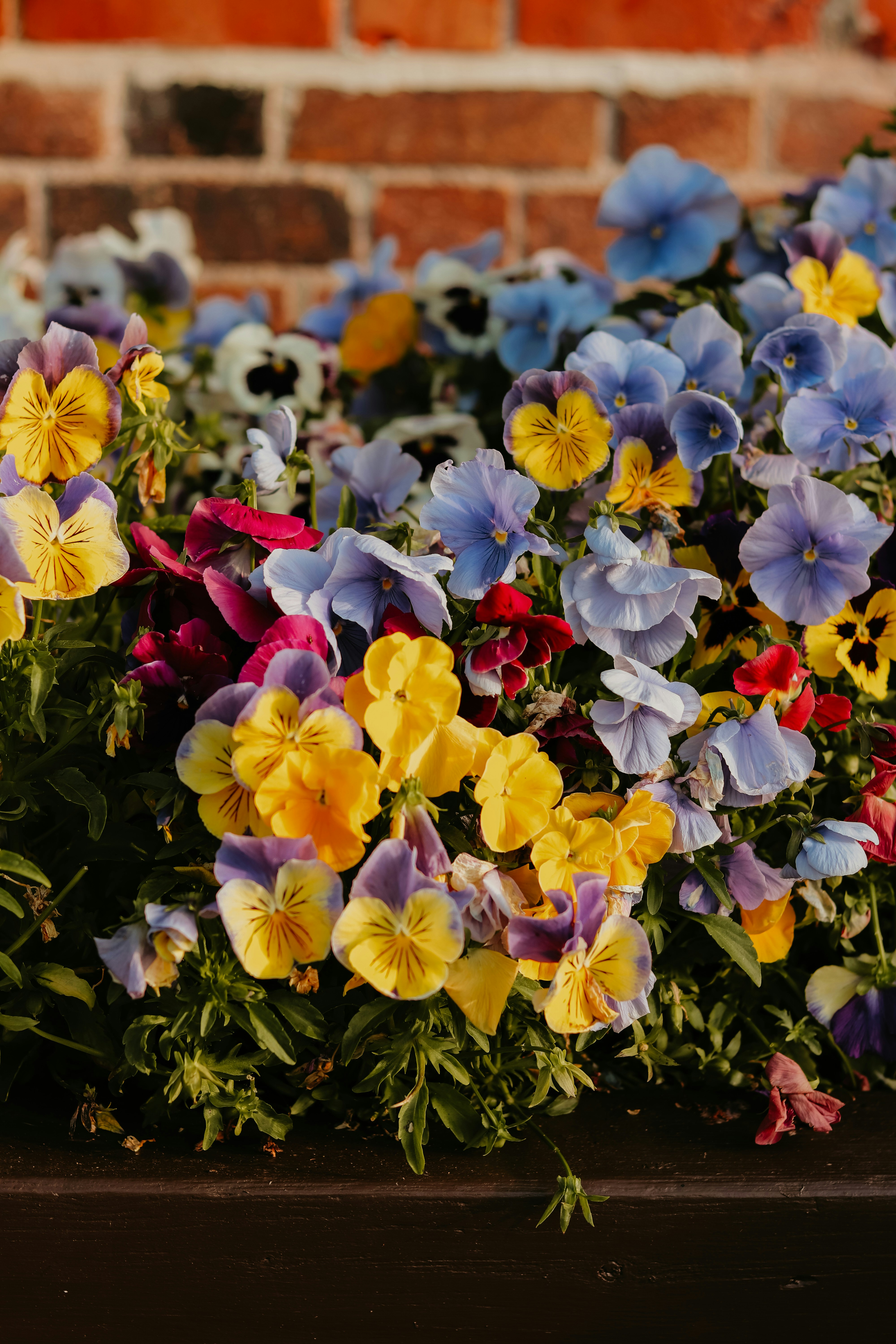 A bunch of flowers that are in a planter