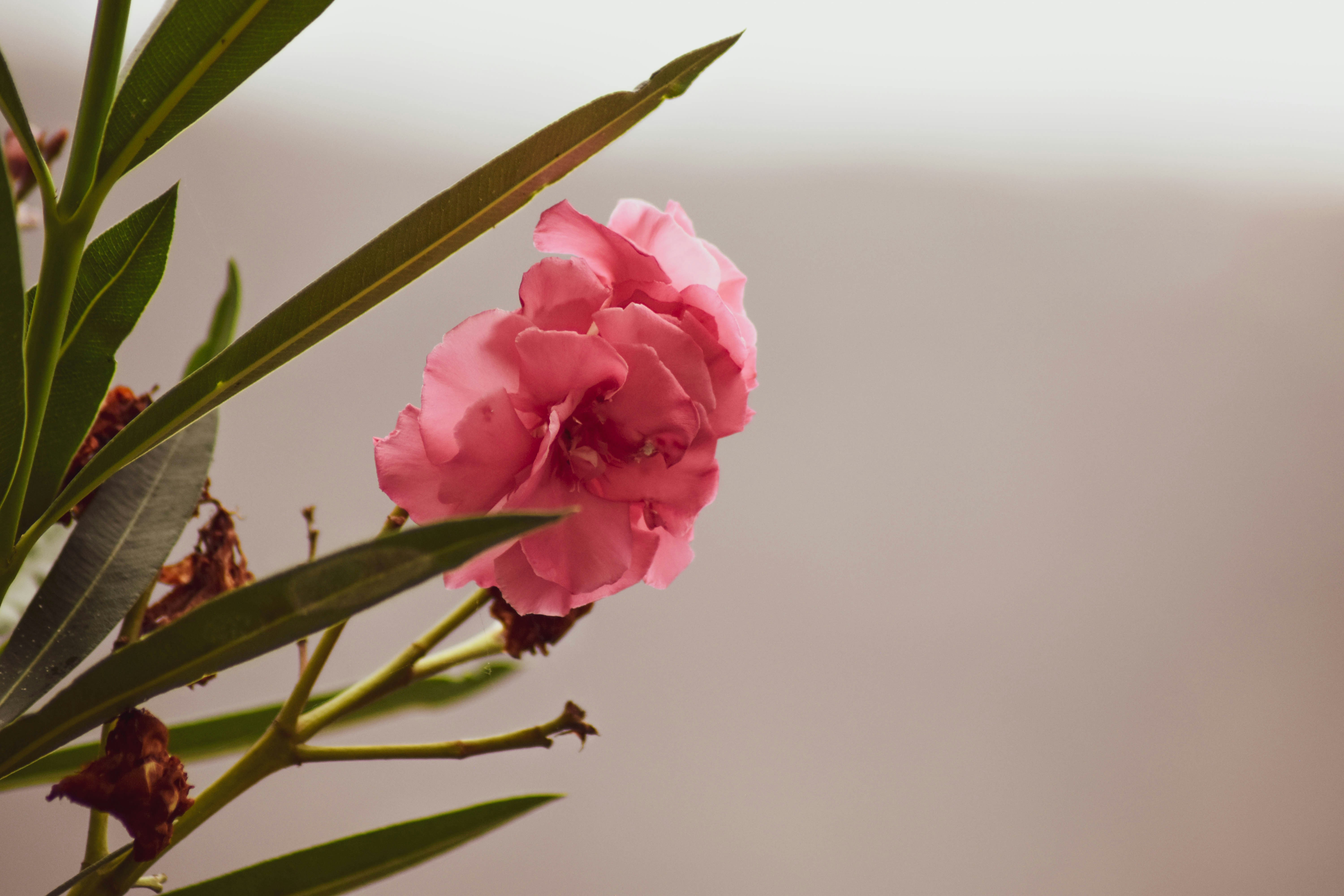 A pink flower sitting on top of a green plant
