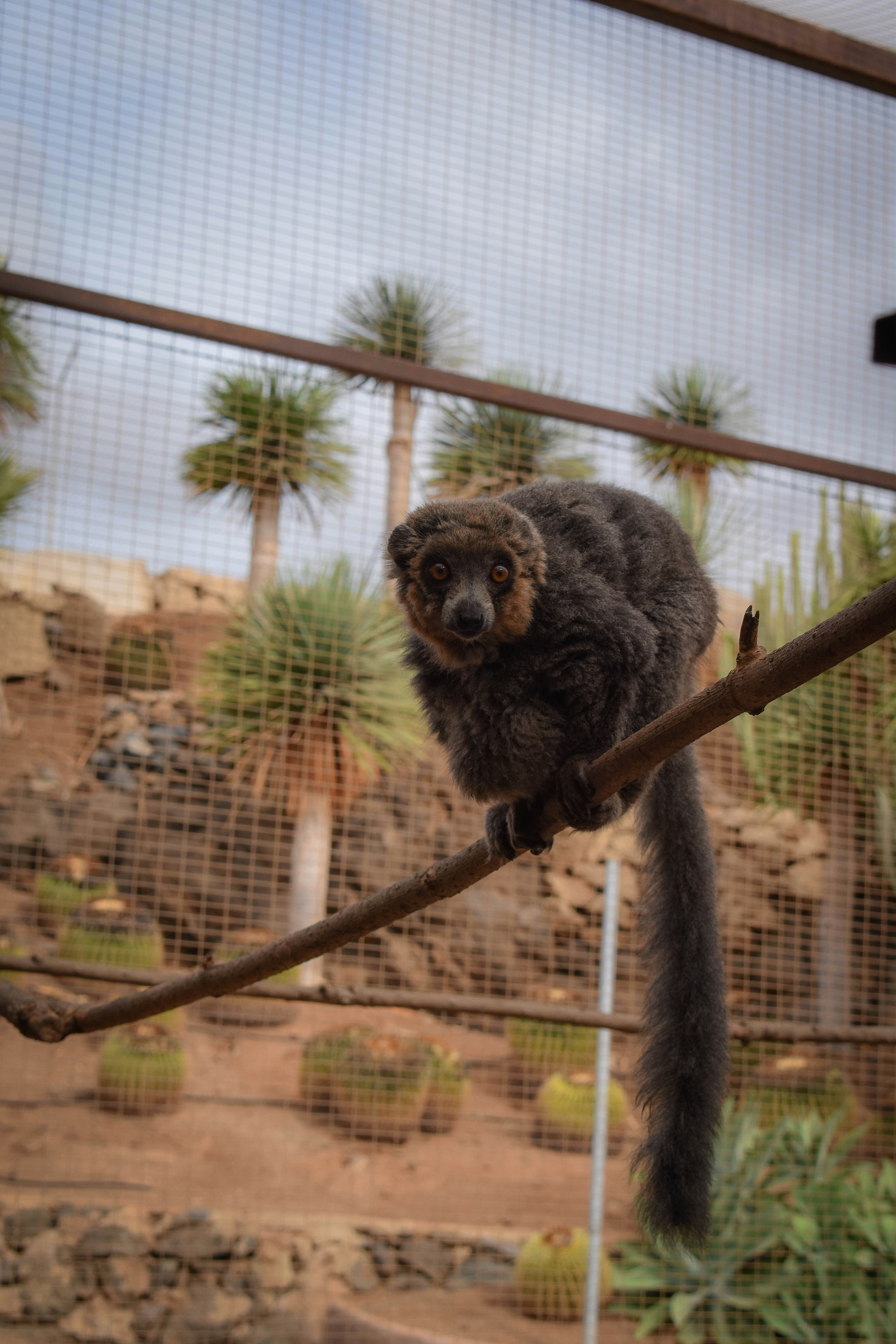 A monkey sitting on a branch in a zoo