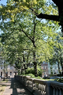 A tree lined sidewalk in a city park