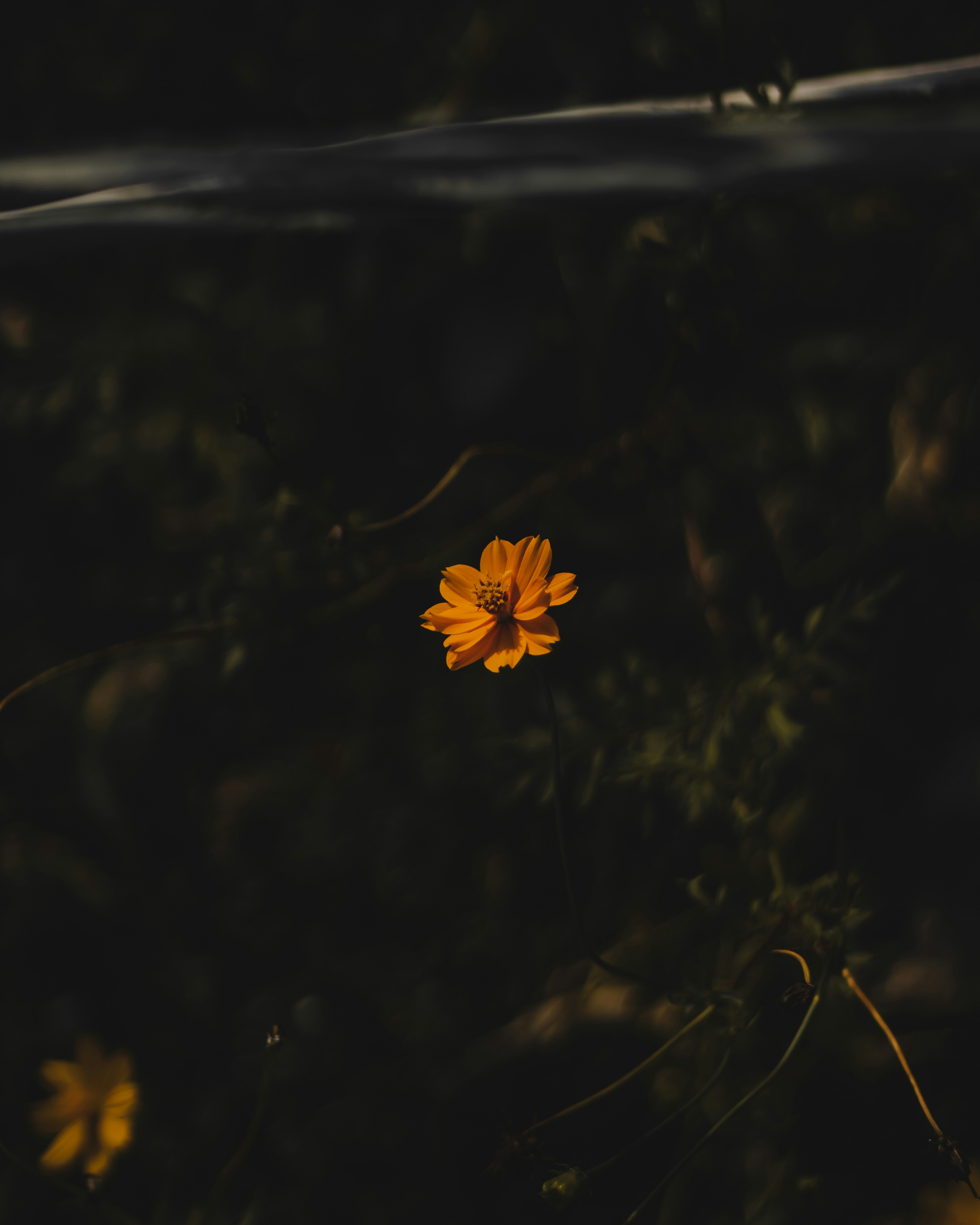 Photo by aryankumar974