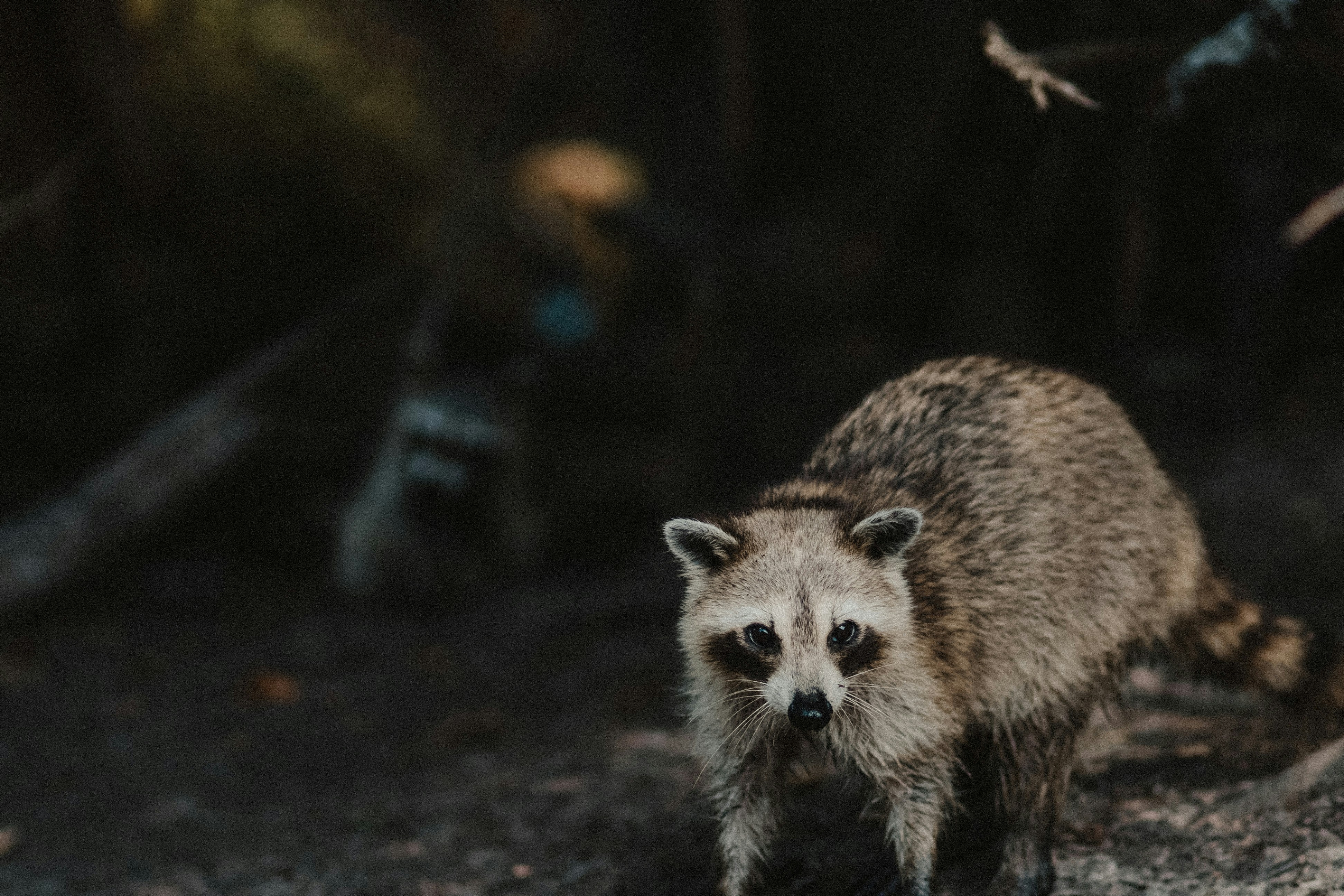A raccoon walking on a path in the woods