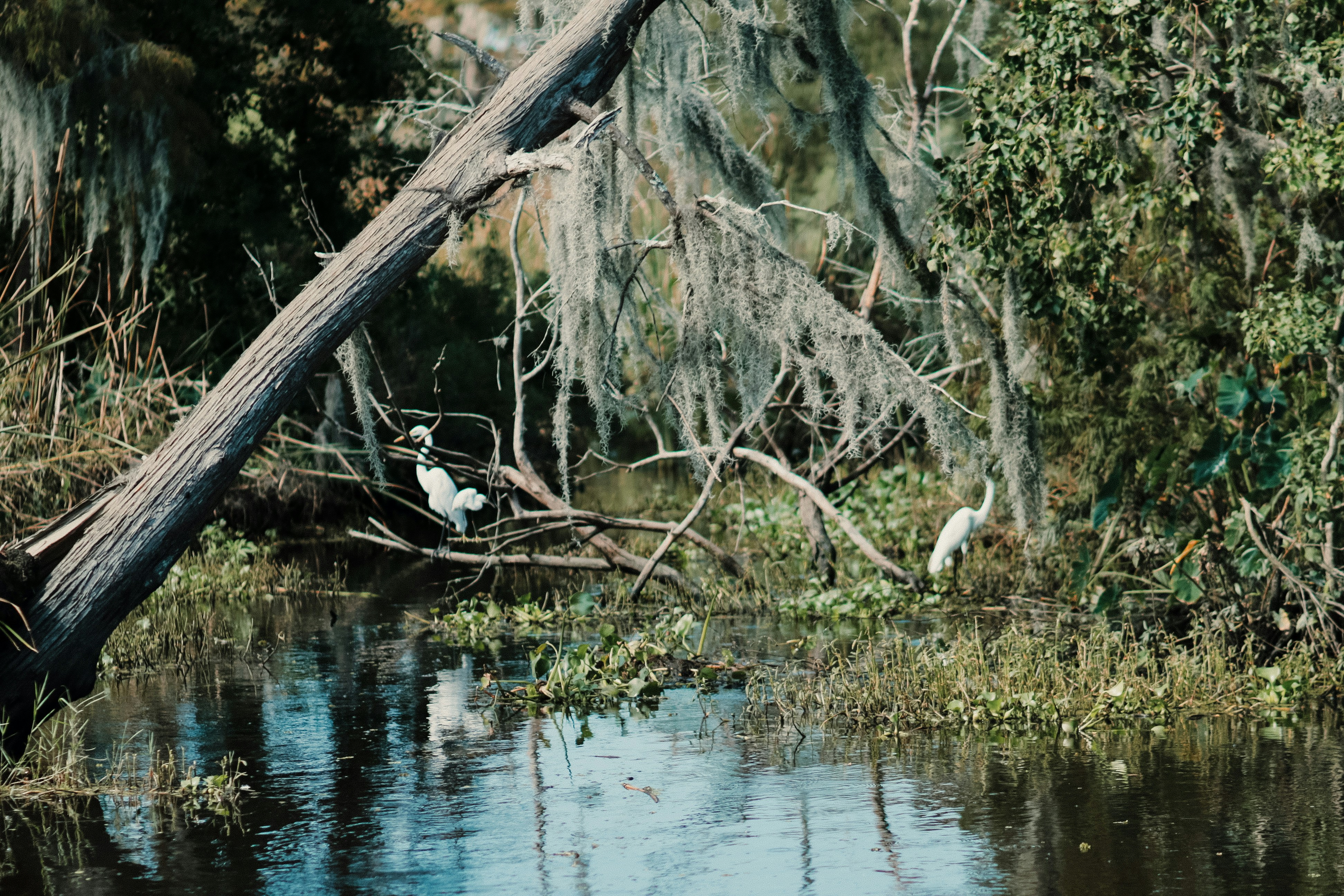 When Oil Meets Its Match (image credits: unsplash)