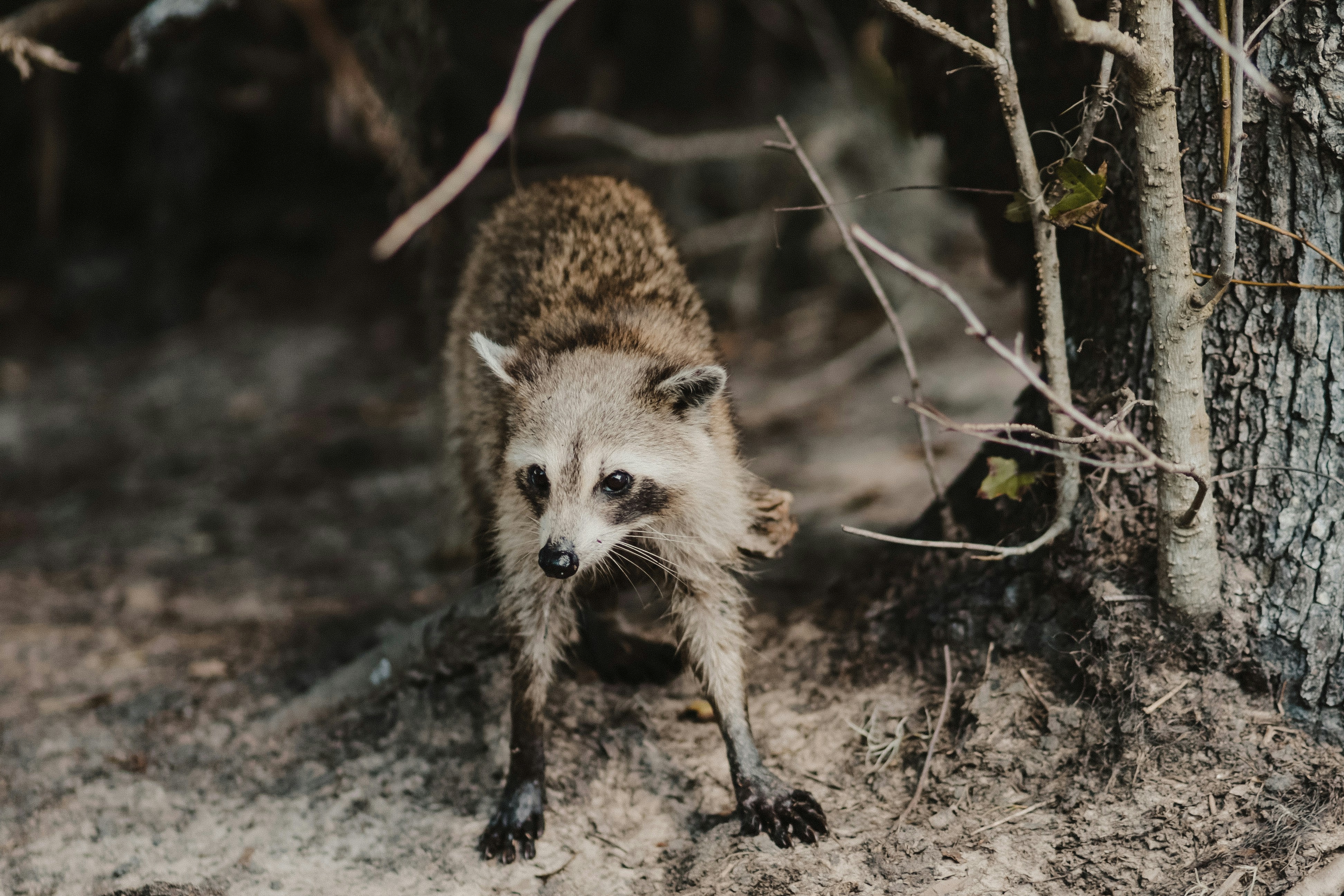 A raccoon walking through the woods near a tree
