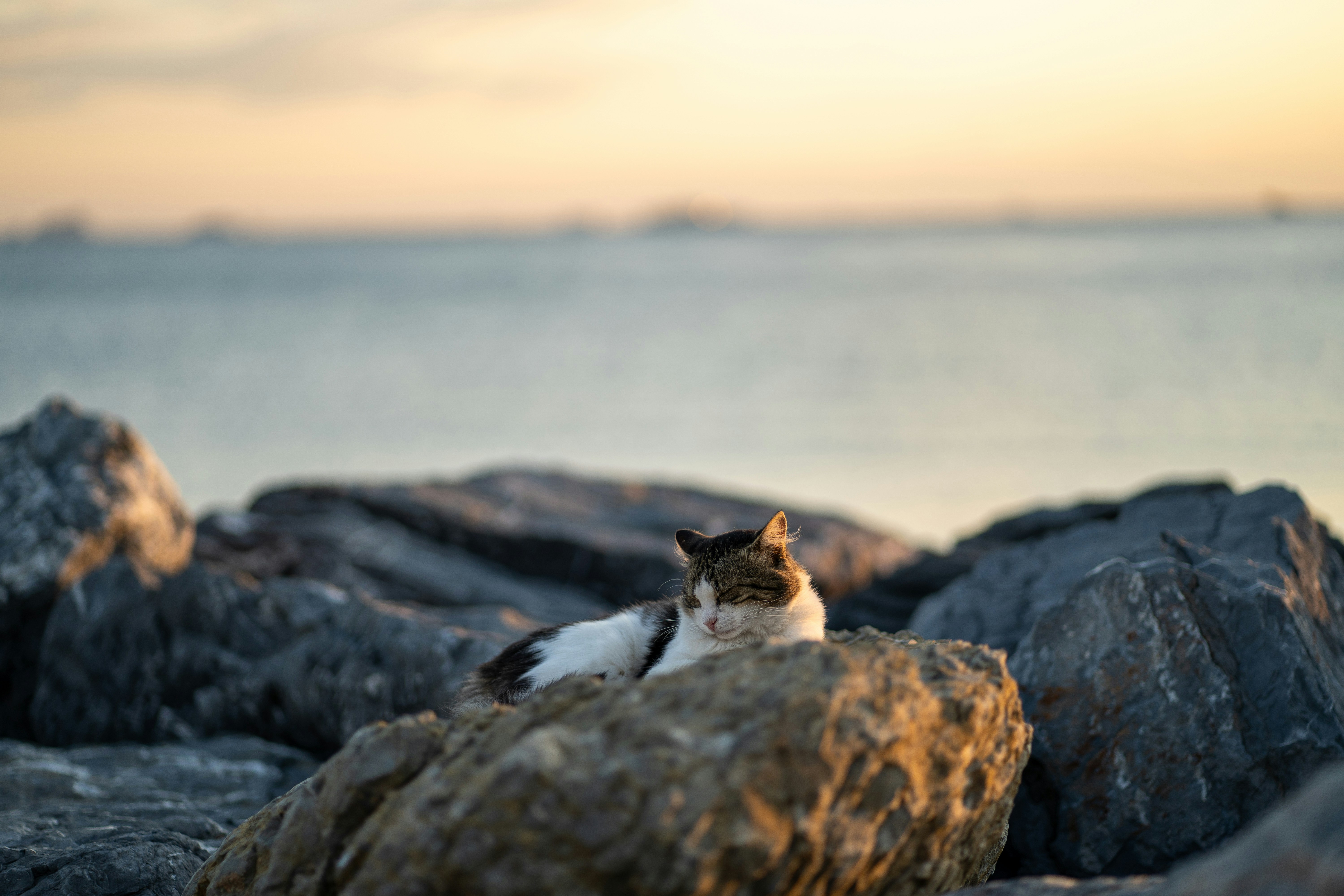 Abyssinian,Cats,Watching,The,Sunset,On,The,Beach - MyStart, image size:3000x2000