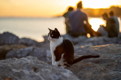 A black and white cat sitting on a rock near the ocean