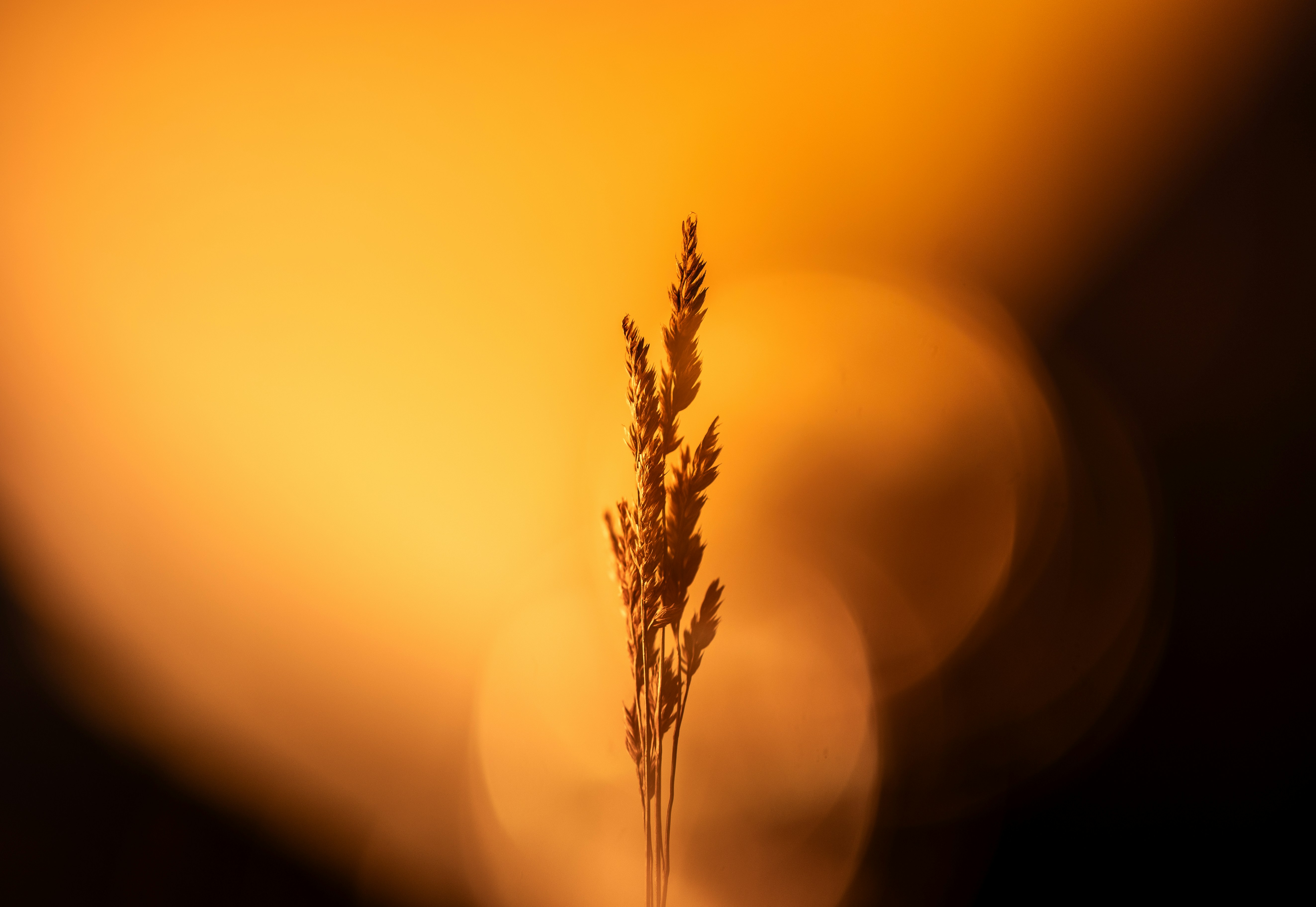 A blurry photo of a plant in a vase