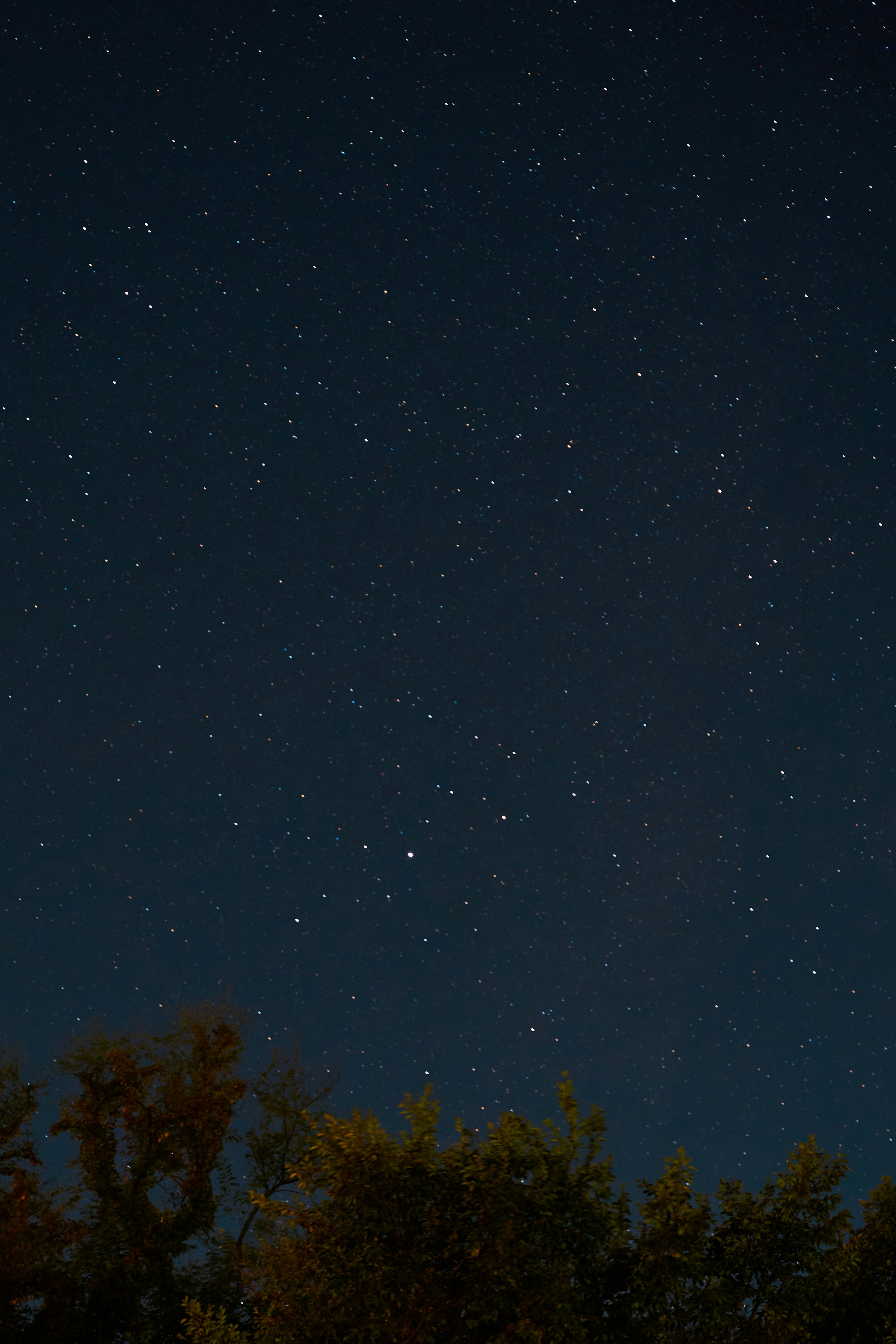 The night sky is full of stars and trees photo – Free Galaxy Image on ...