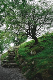 A path leading to a tree on a hill