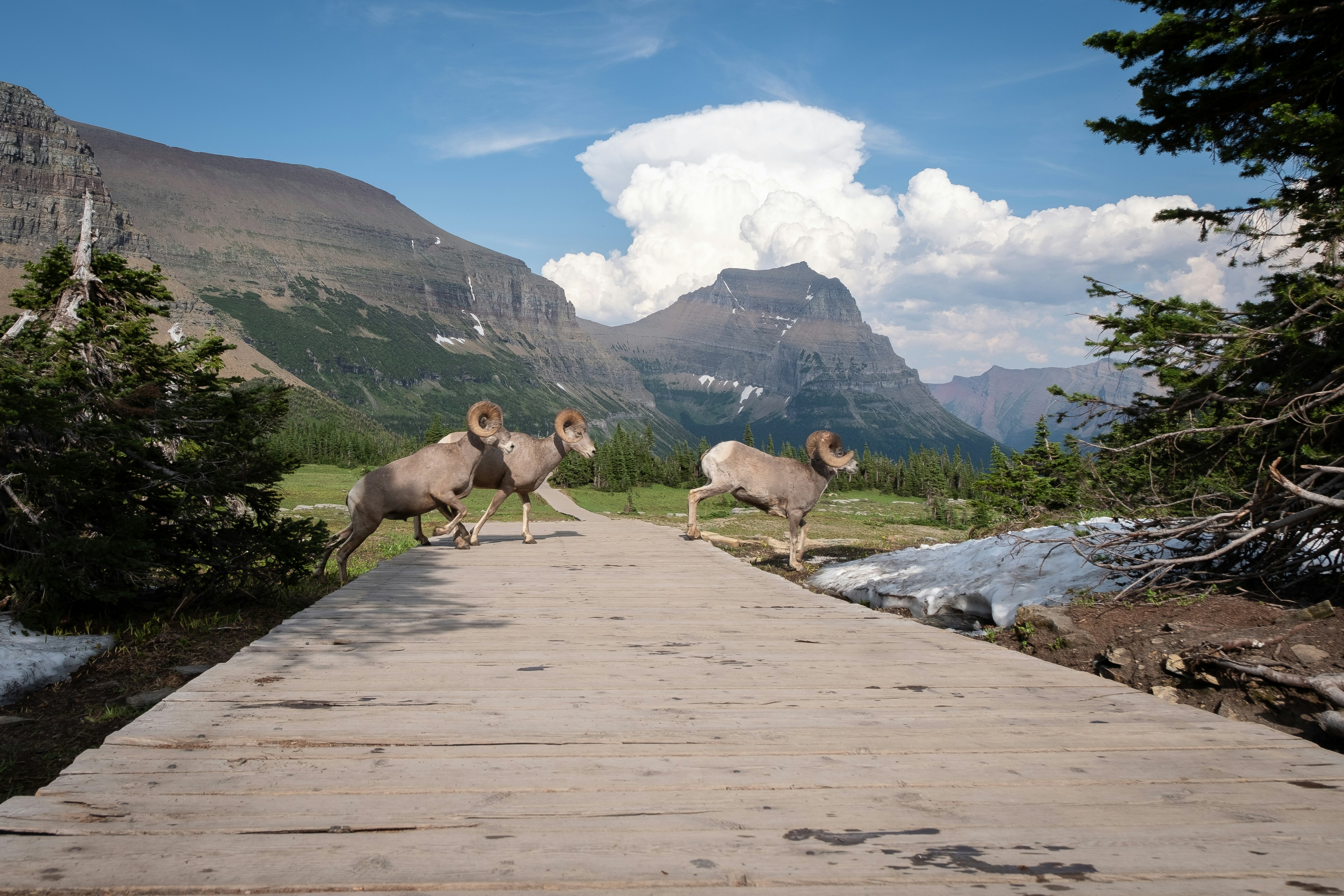 Restoring Biodiversity - 1/28/2025