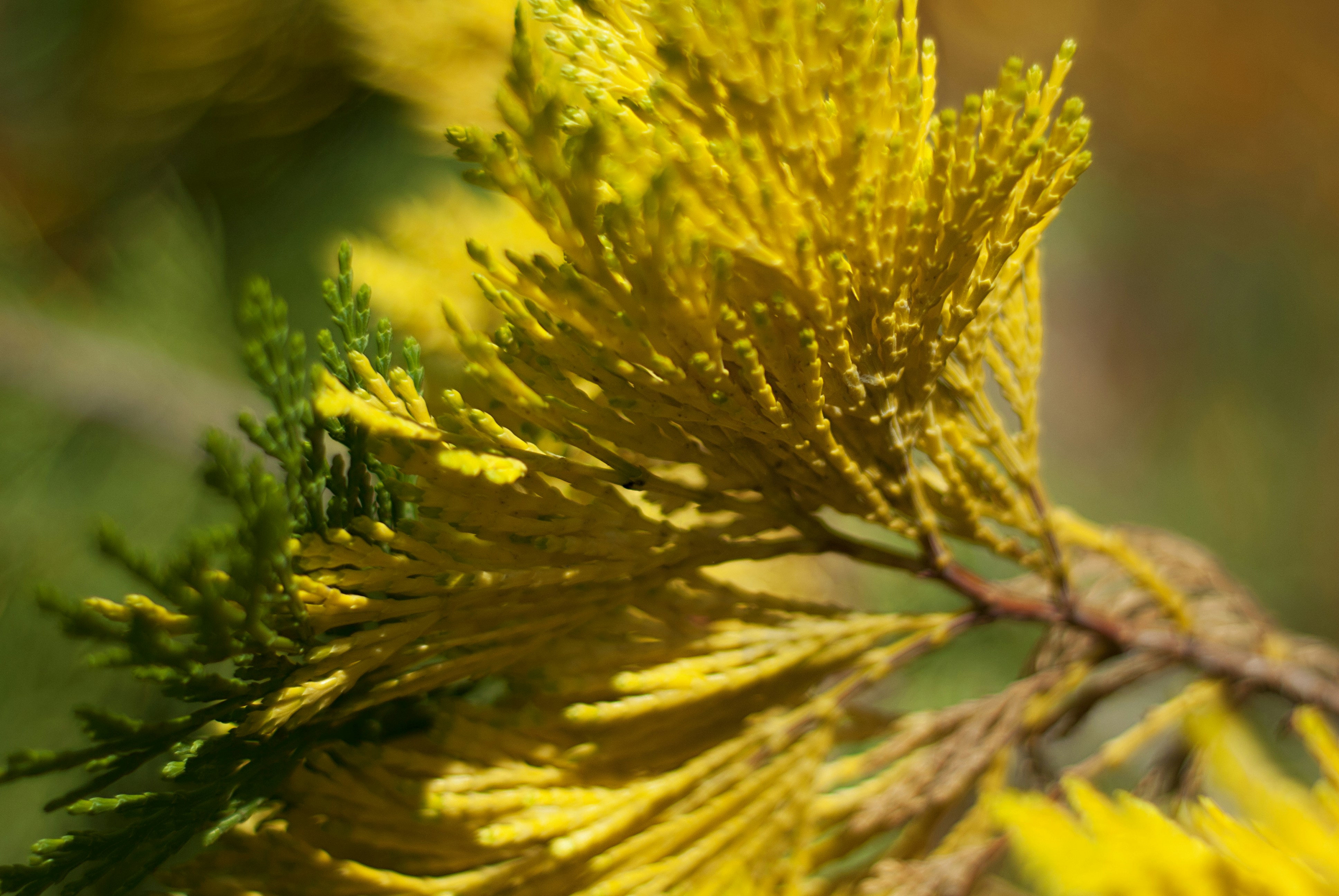 Photo by kovalskihelga