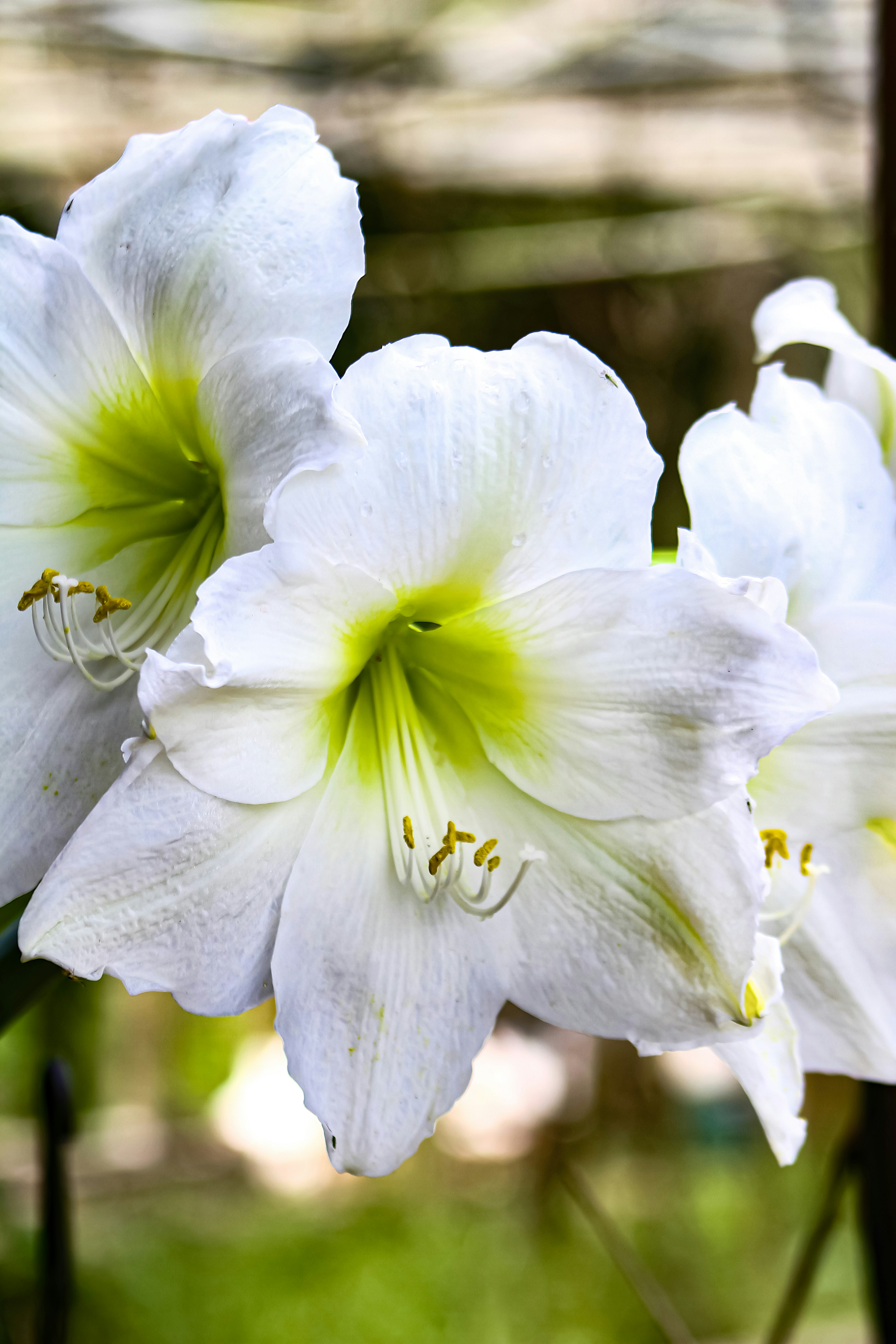 Photo by najoi_designer