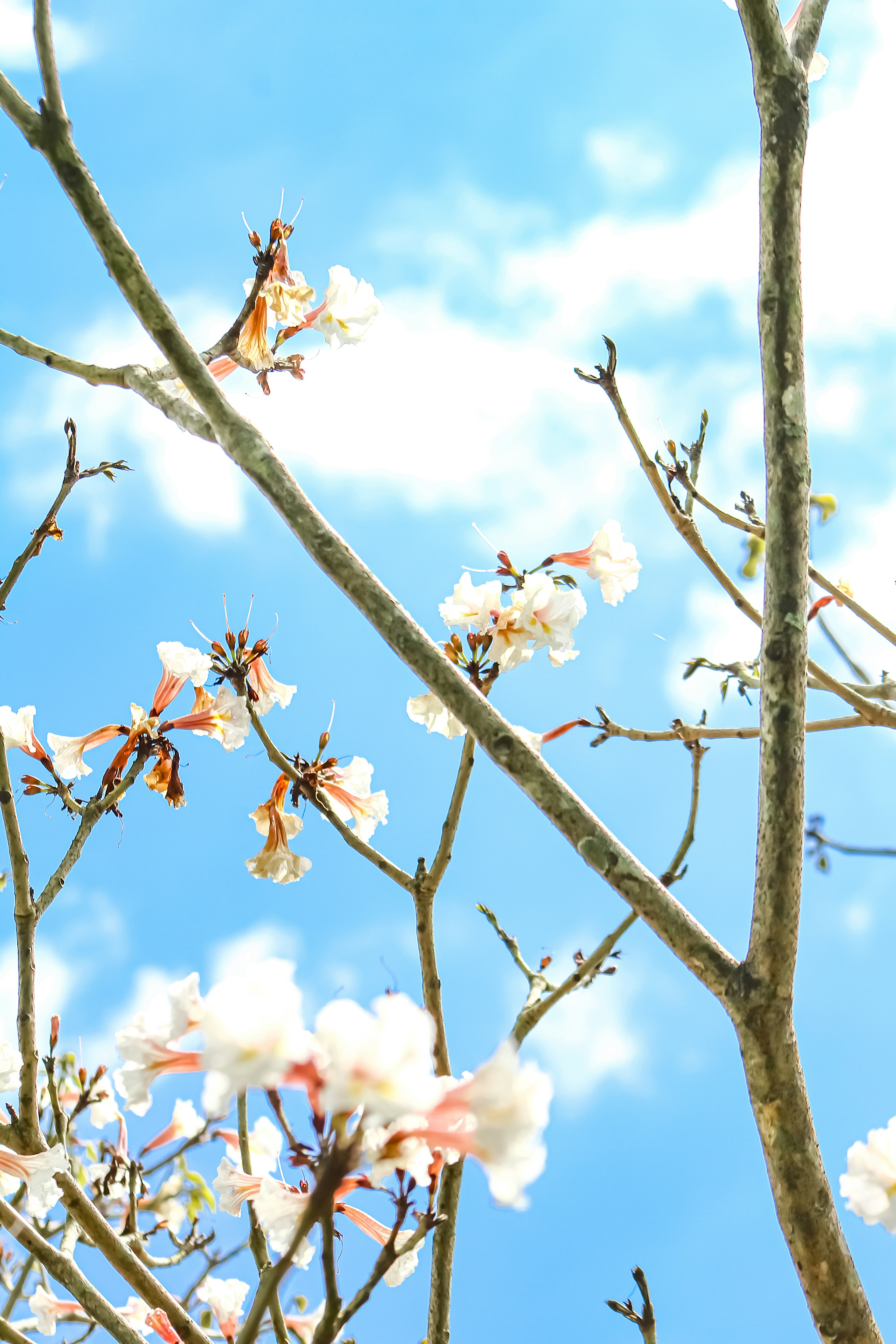 A tree with white flowers and a blue sky in the background