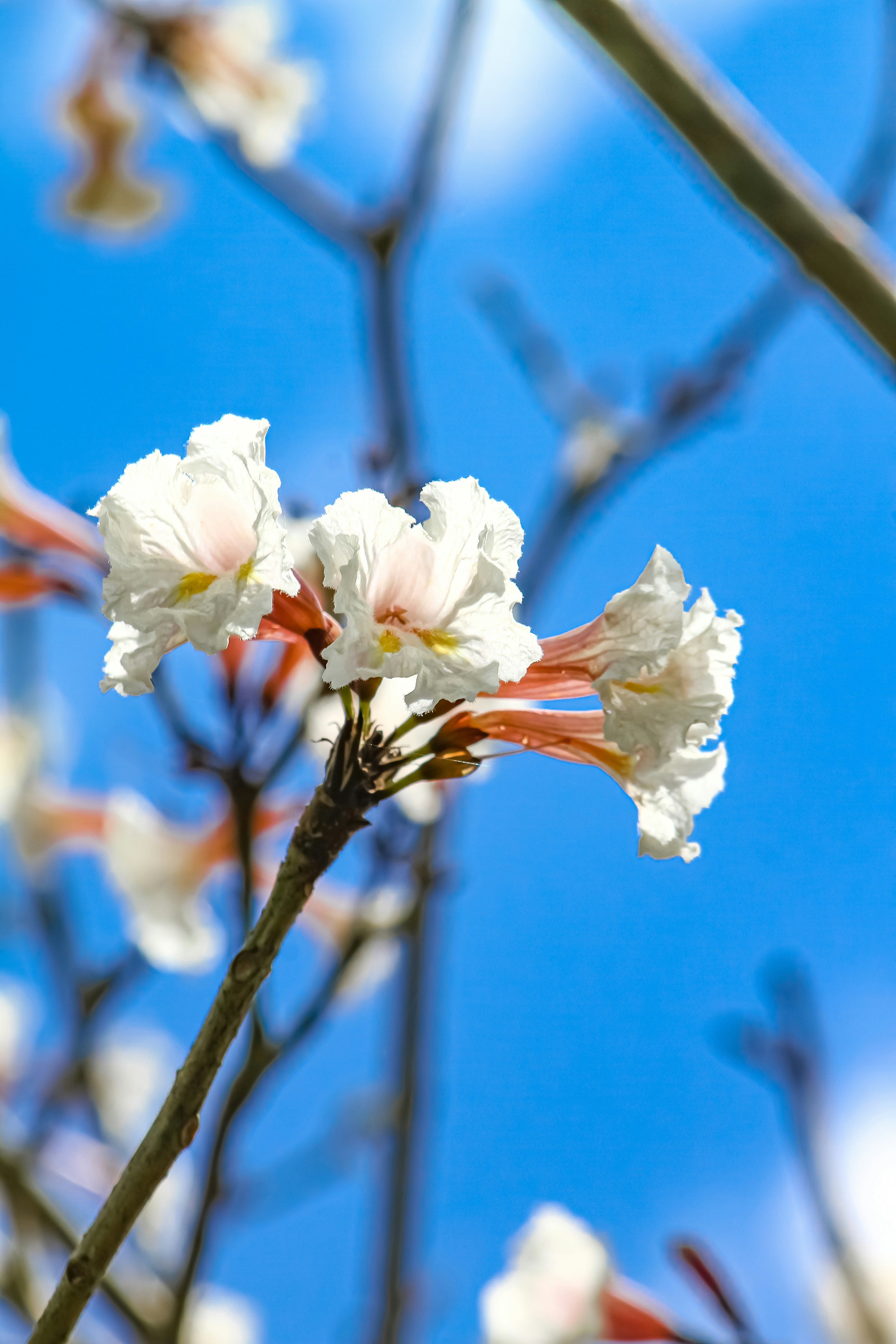 Photo by najoi_designer