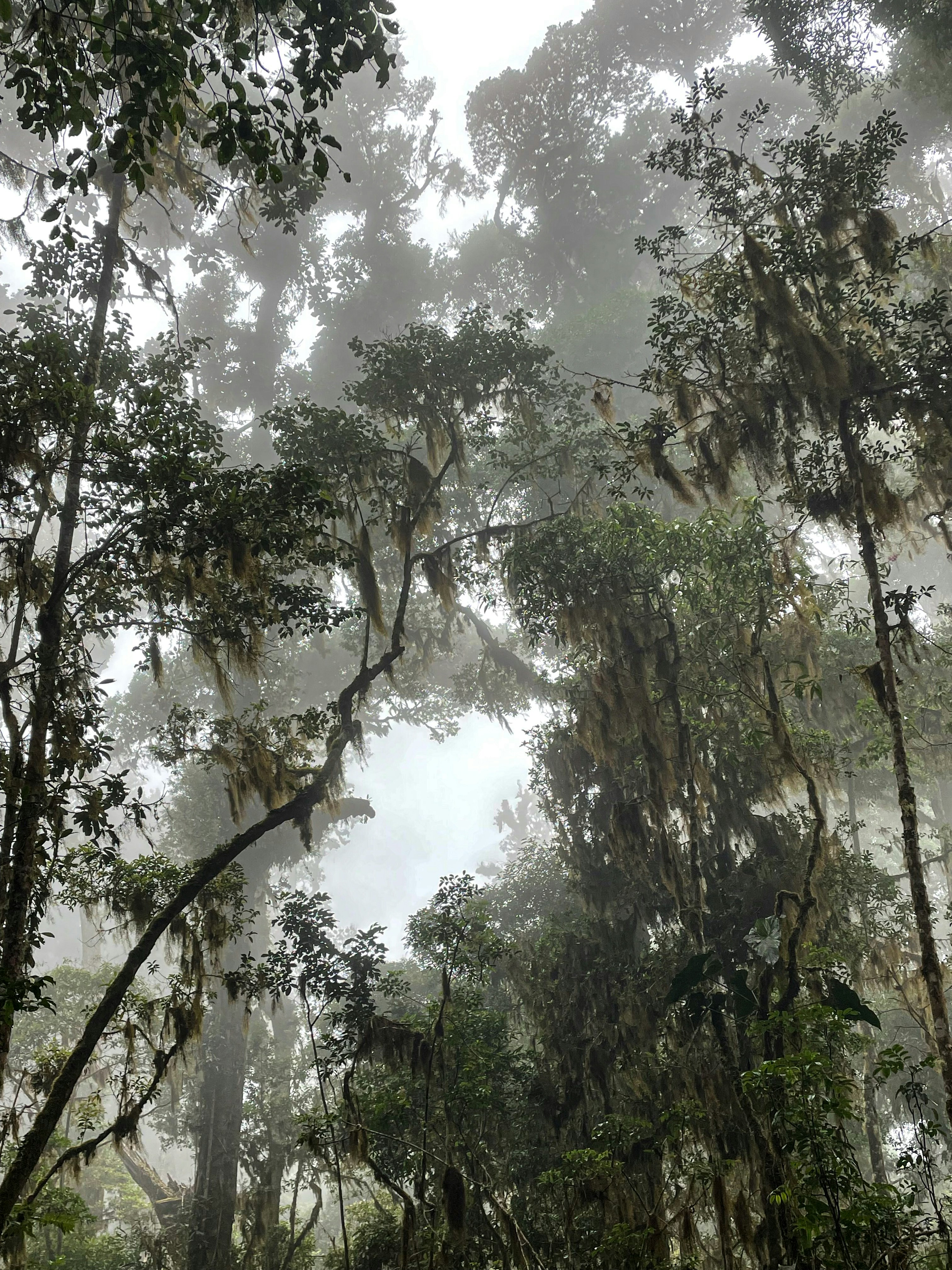 Ein Wald mit vielen hohen Bäumen