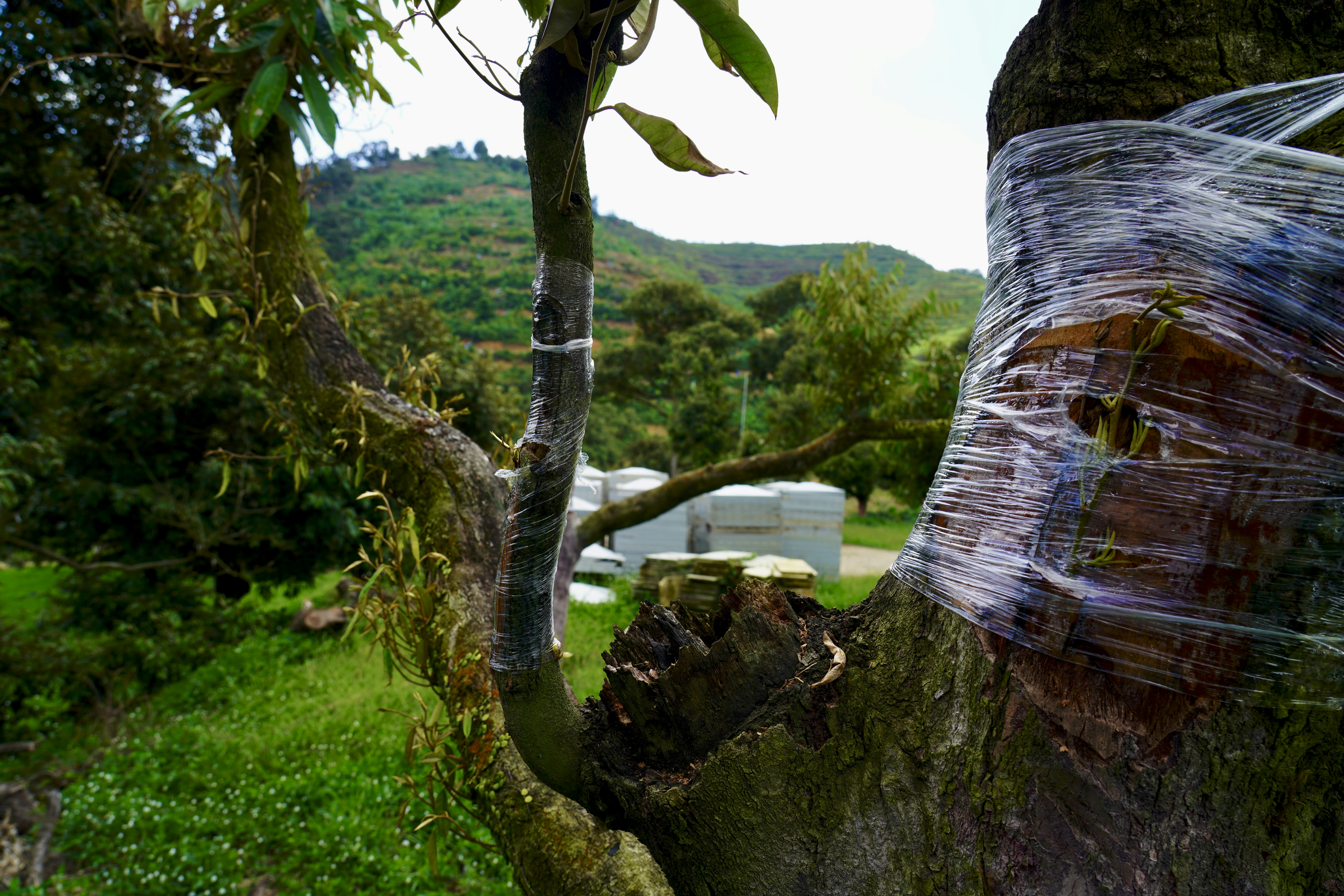 A tree that has been wrapped in plastic