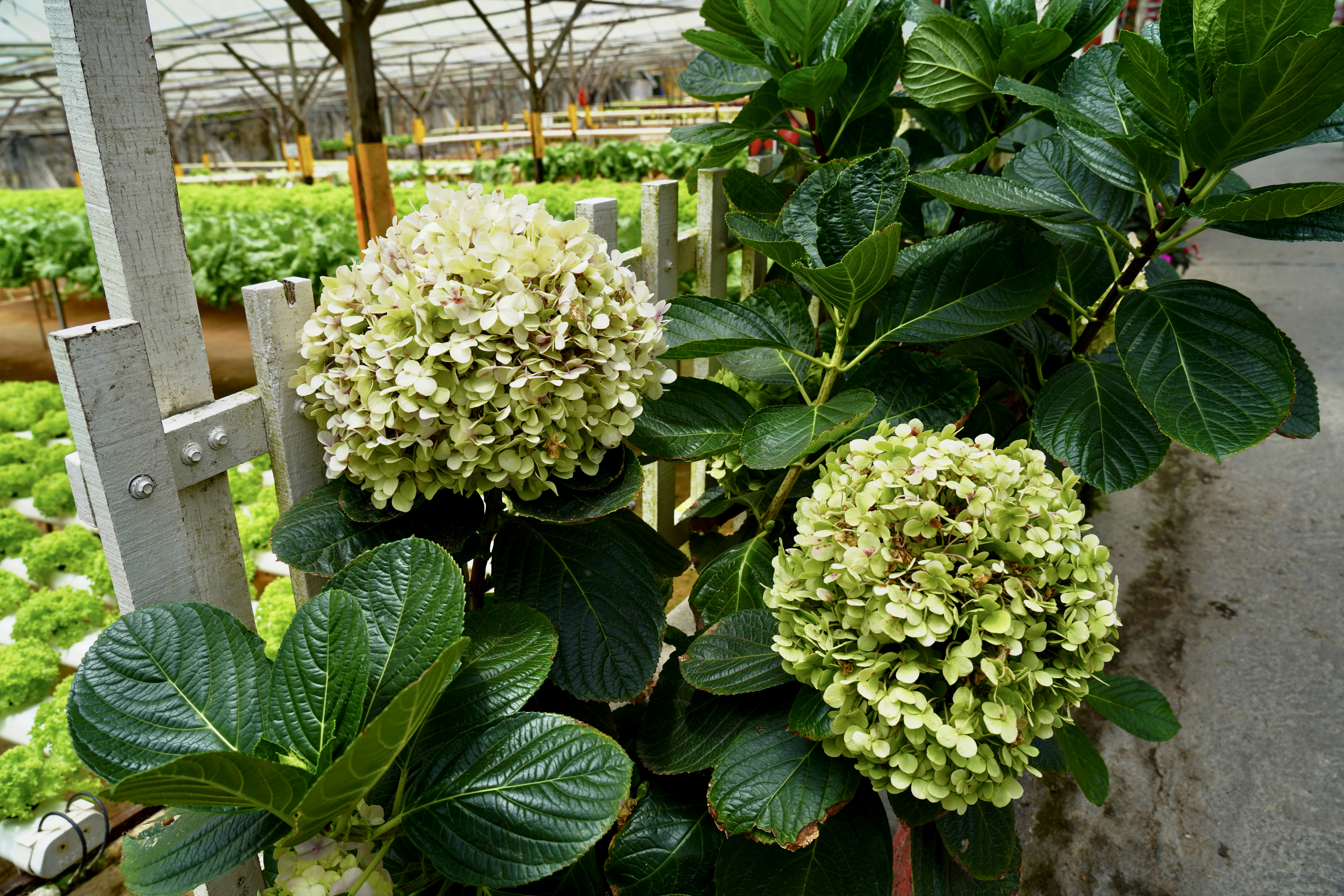 A bunch of flowers that are in a pot