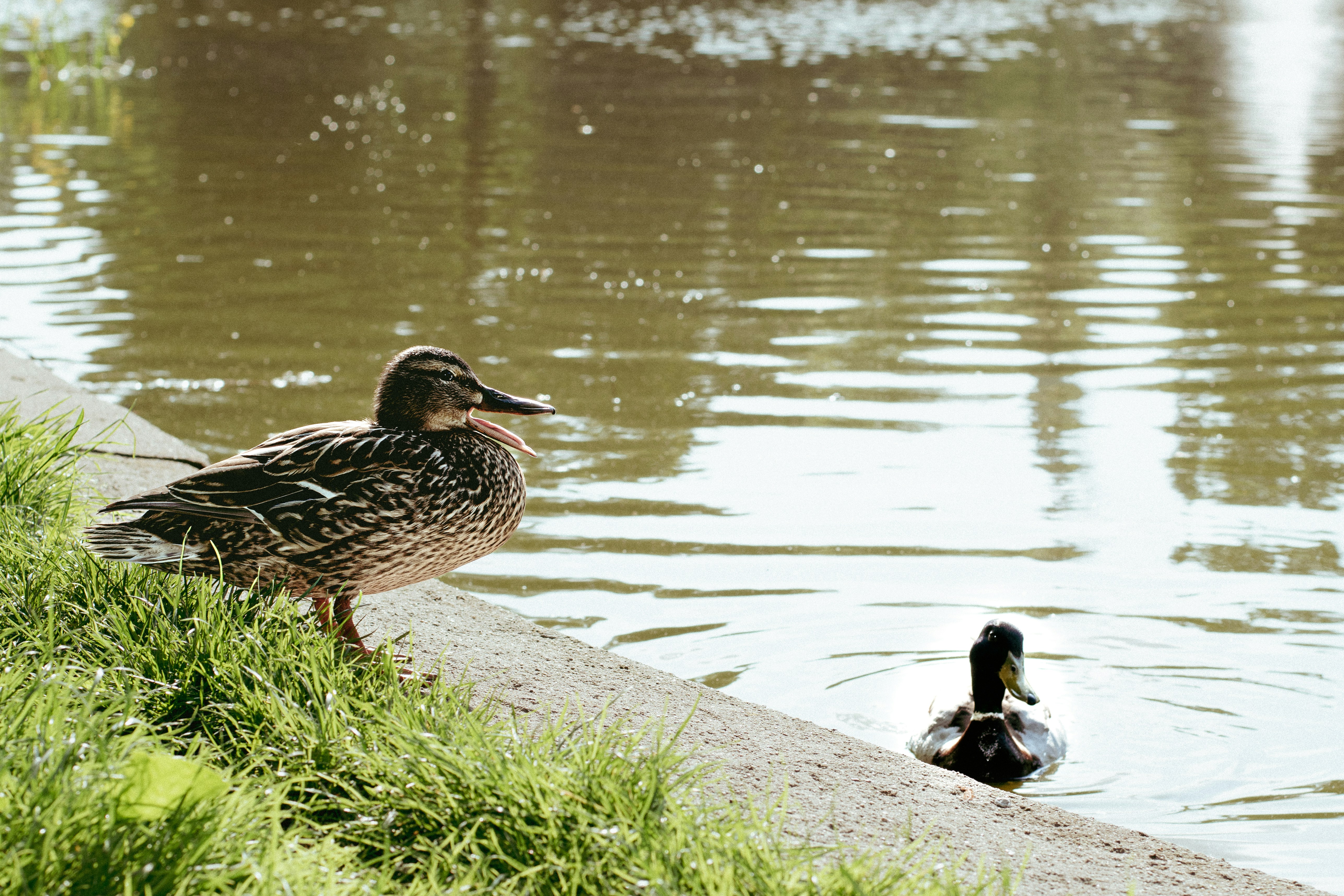 A couple of ducks standing next to a body of water