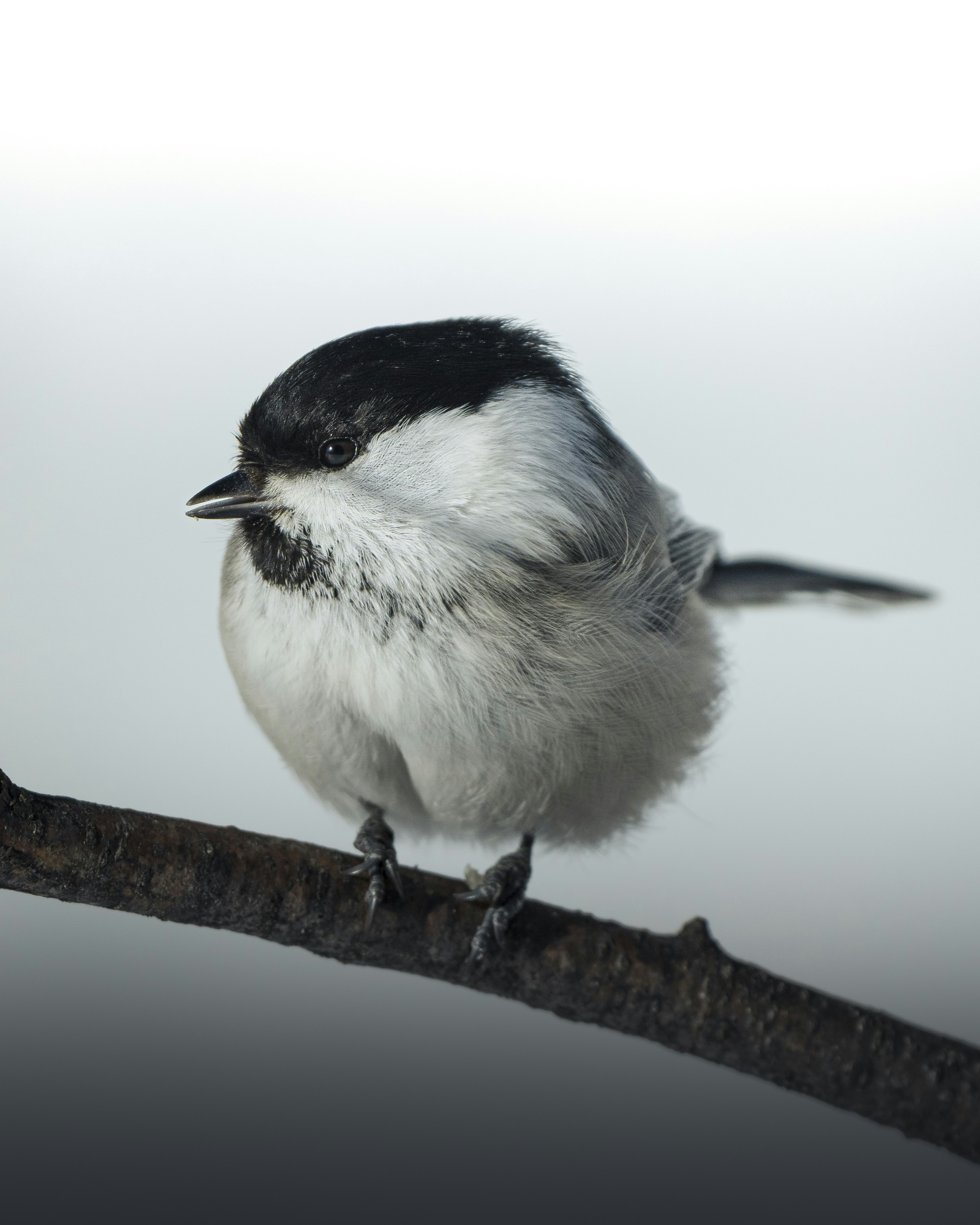 A small black and white bird