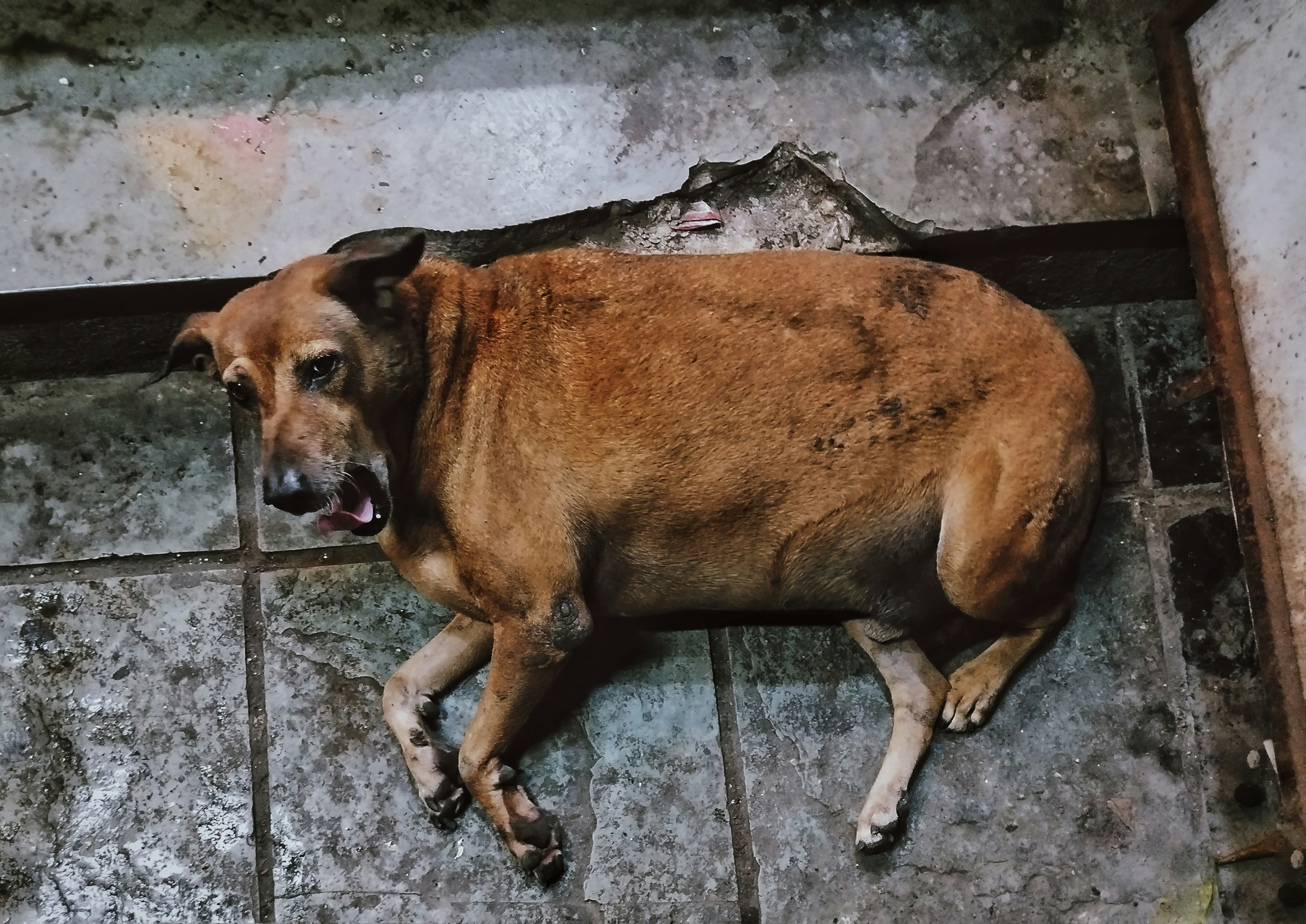 A brown dog laying on a tile floor