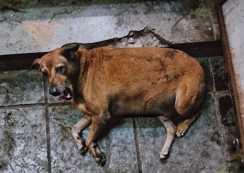 A brown dog laying on a tile floor