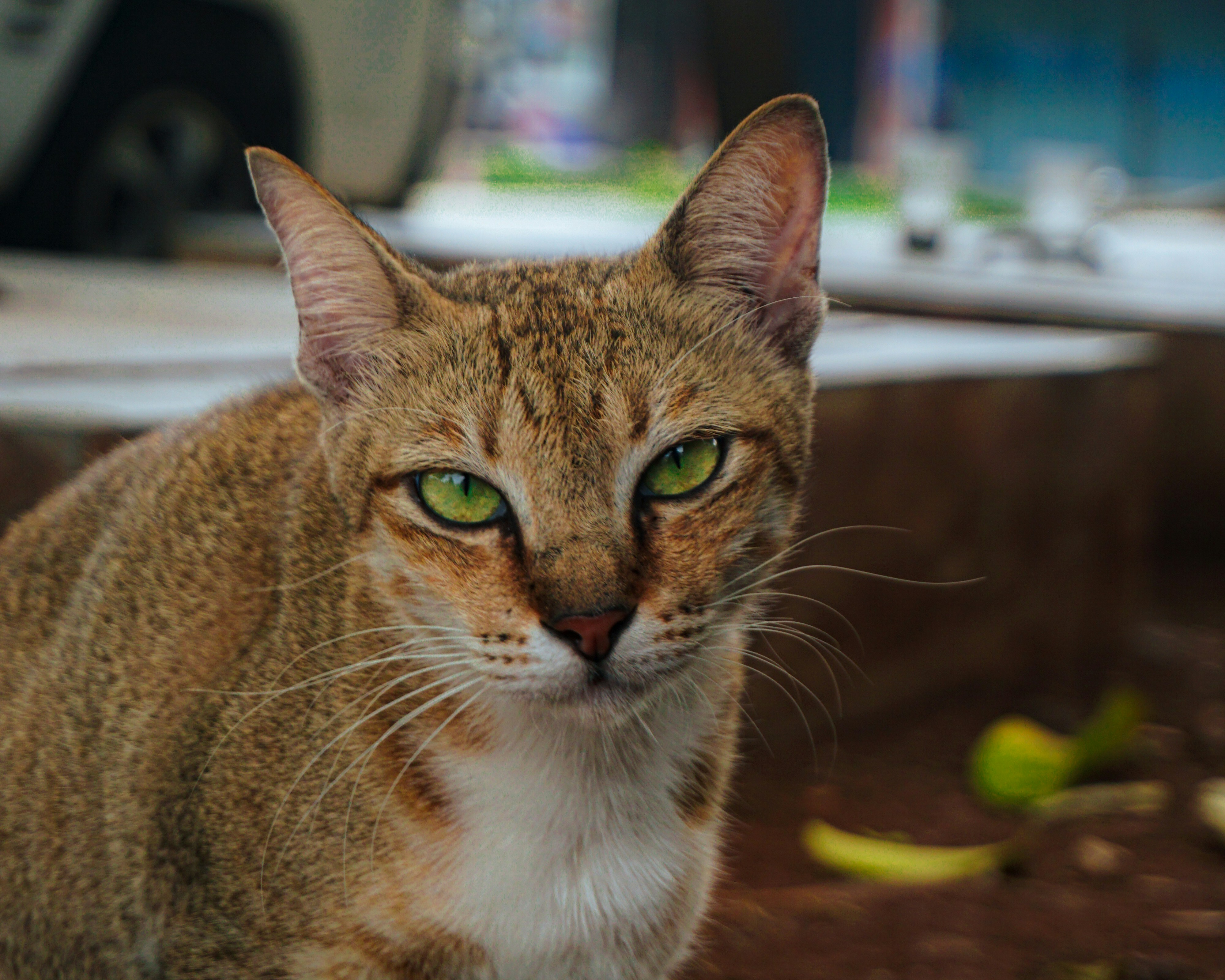 Photo by vicko_fidelis