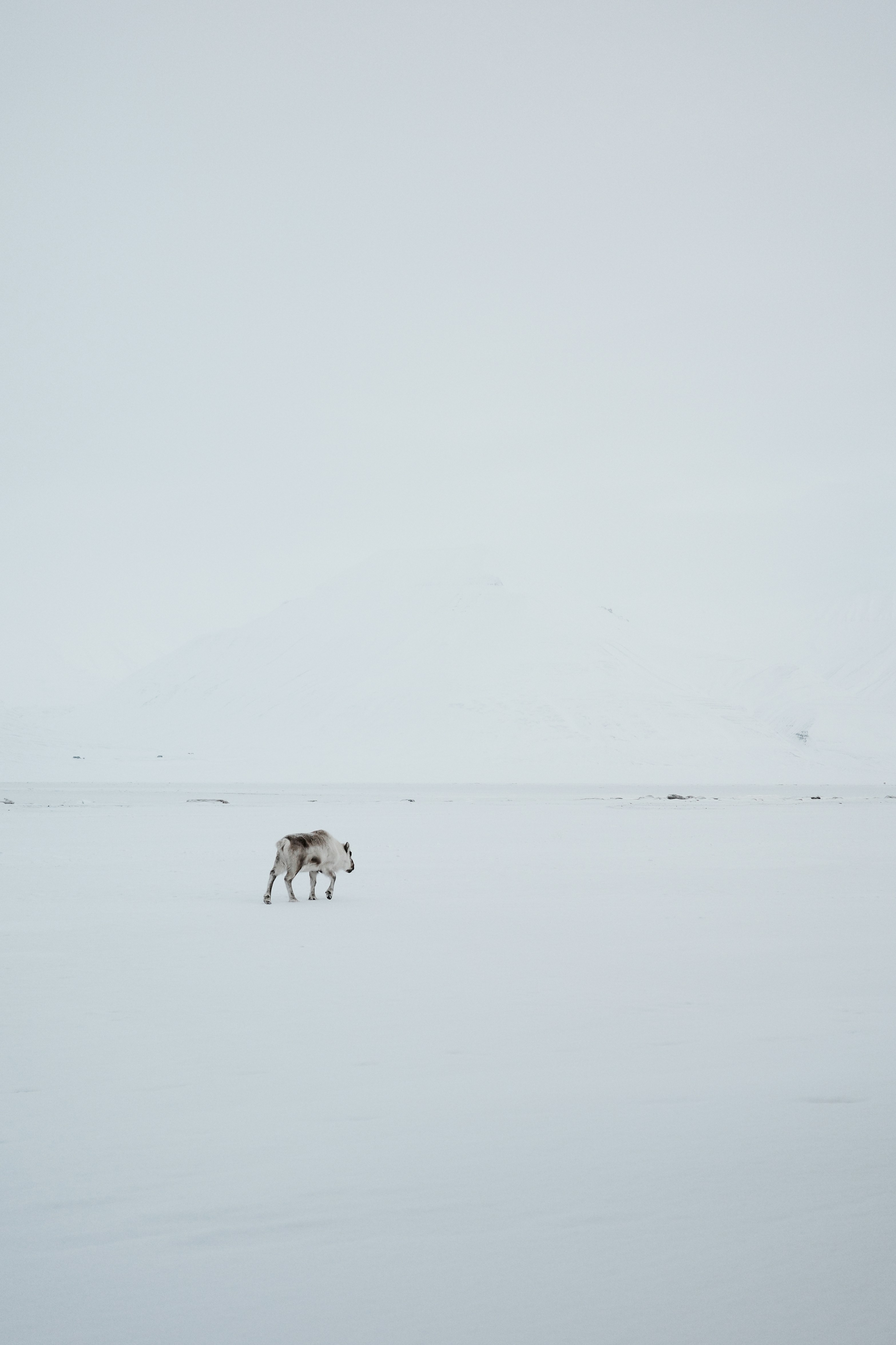A couple of horses walking across a snow covered field