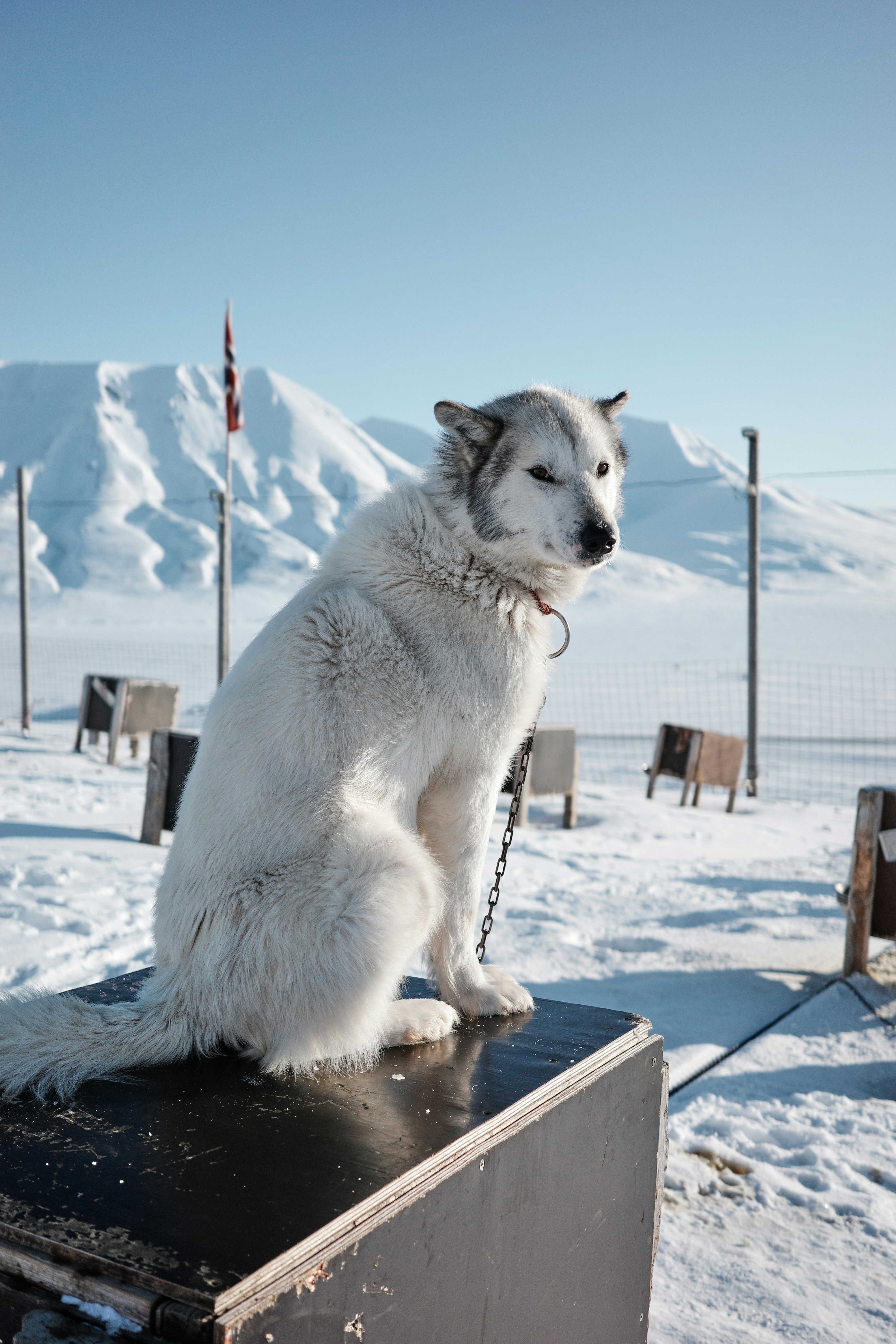 A white dog sitting on top of a box in the snow