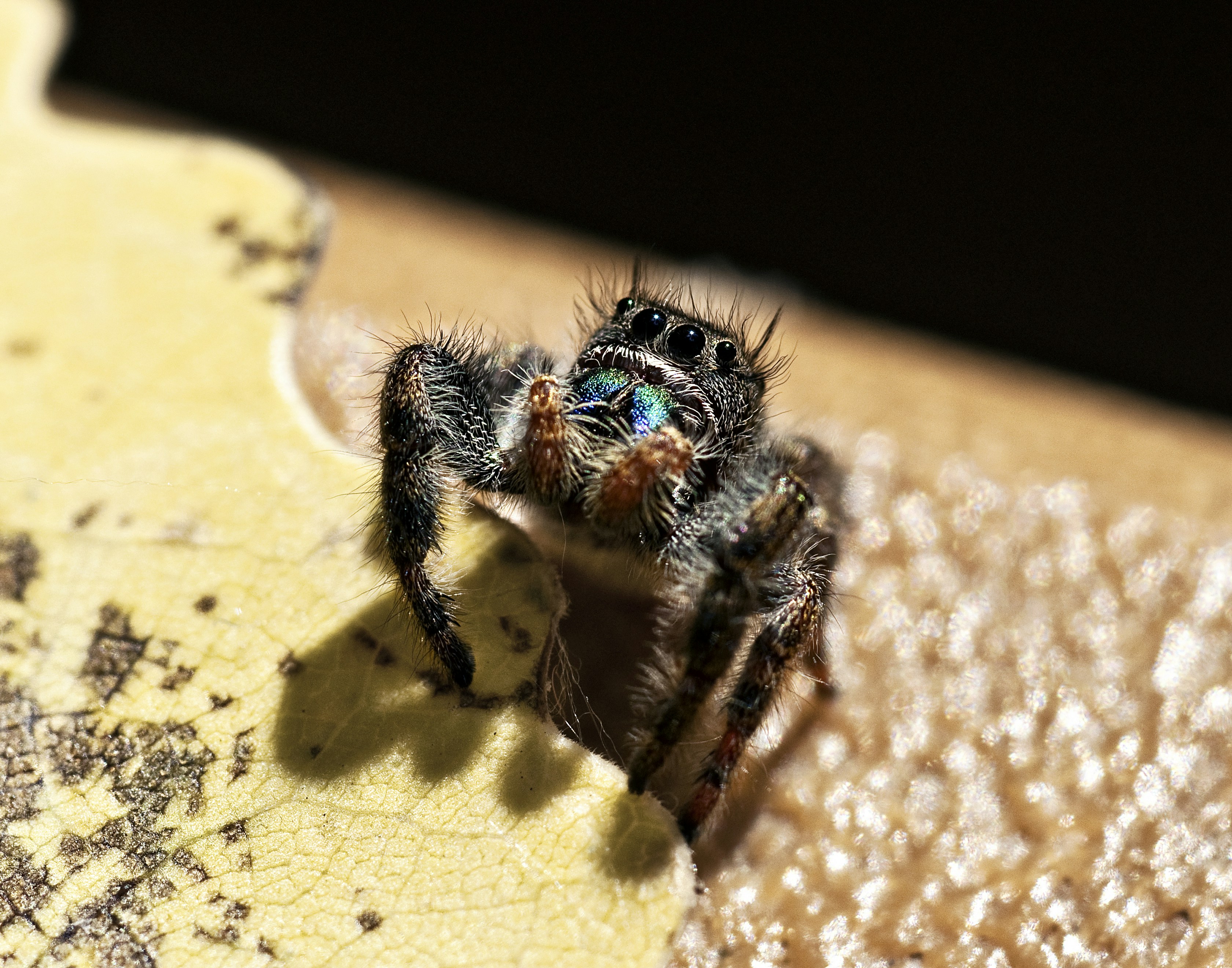 Photo by jensineodom