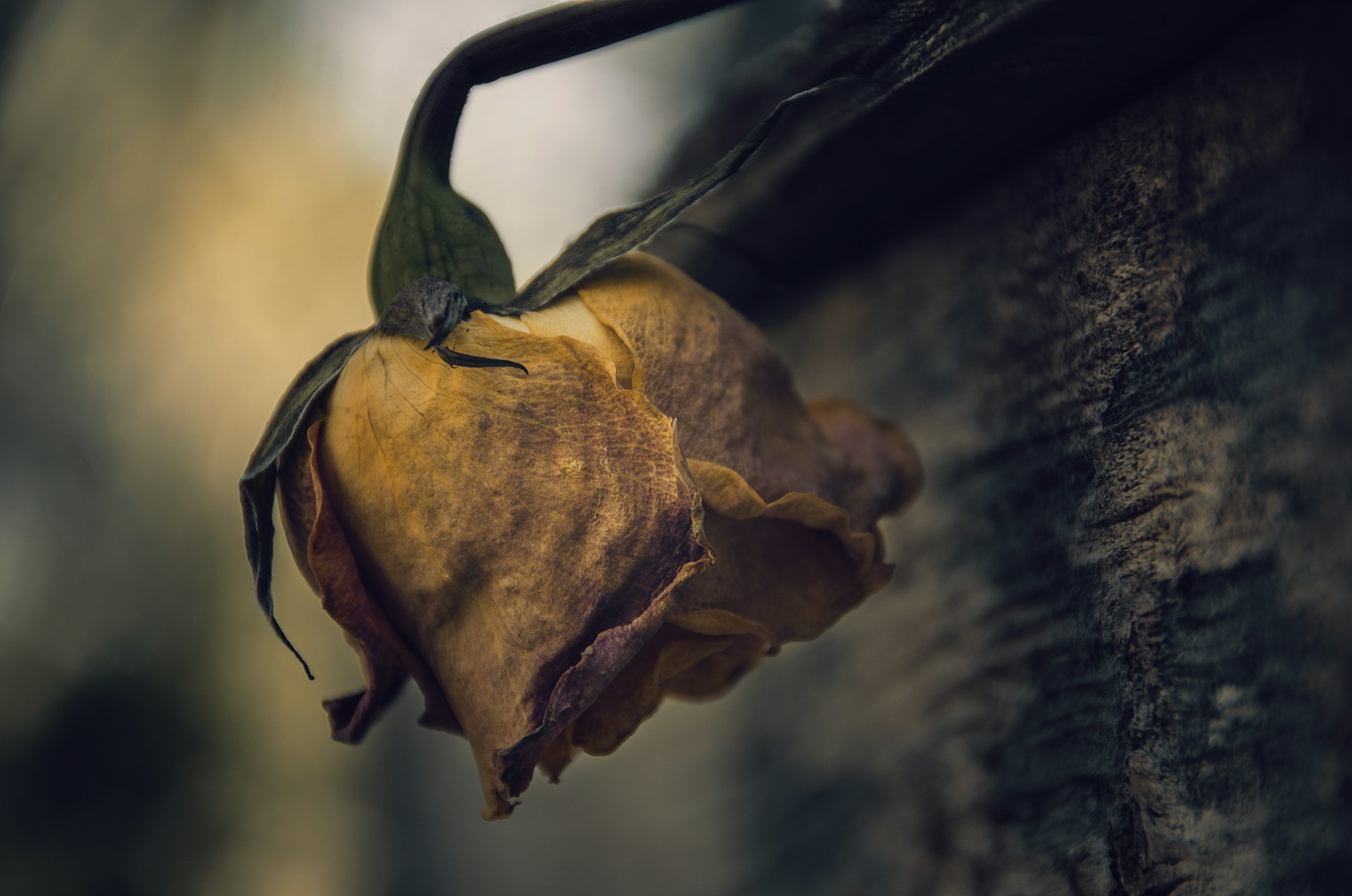 A close up of a flower on a tree
